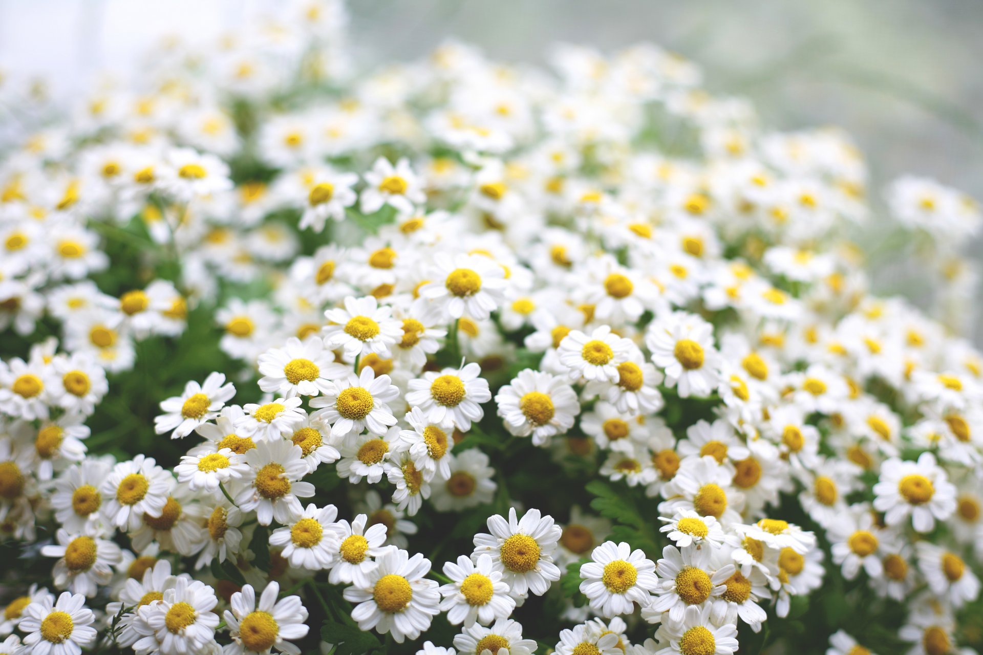 chamomile flower close up morning green mood