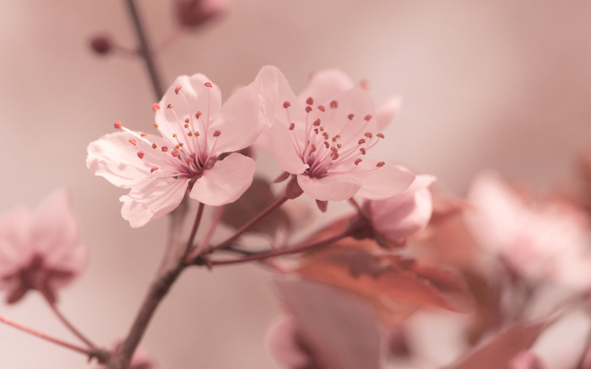 fleurs sakura printemps rose gros plan