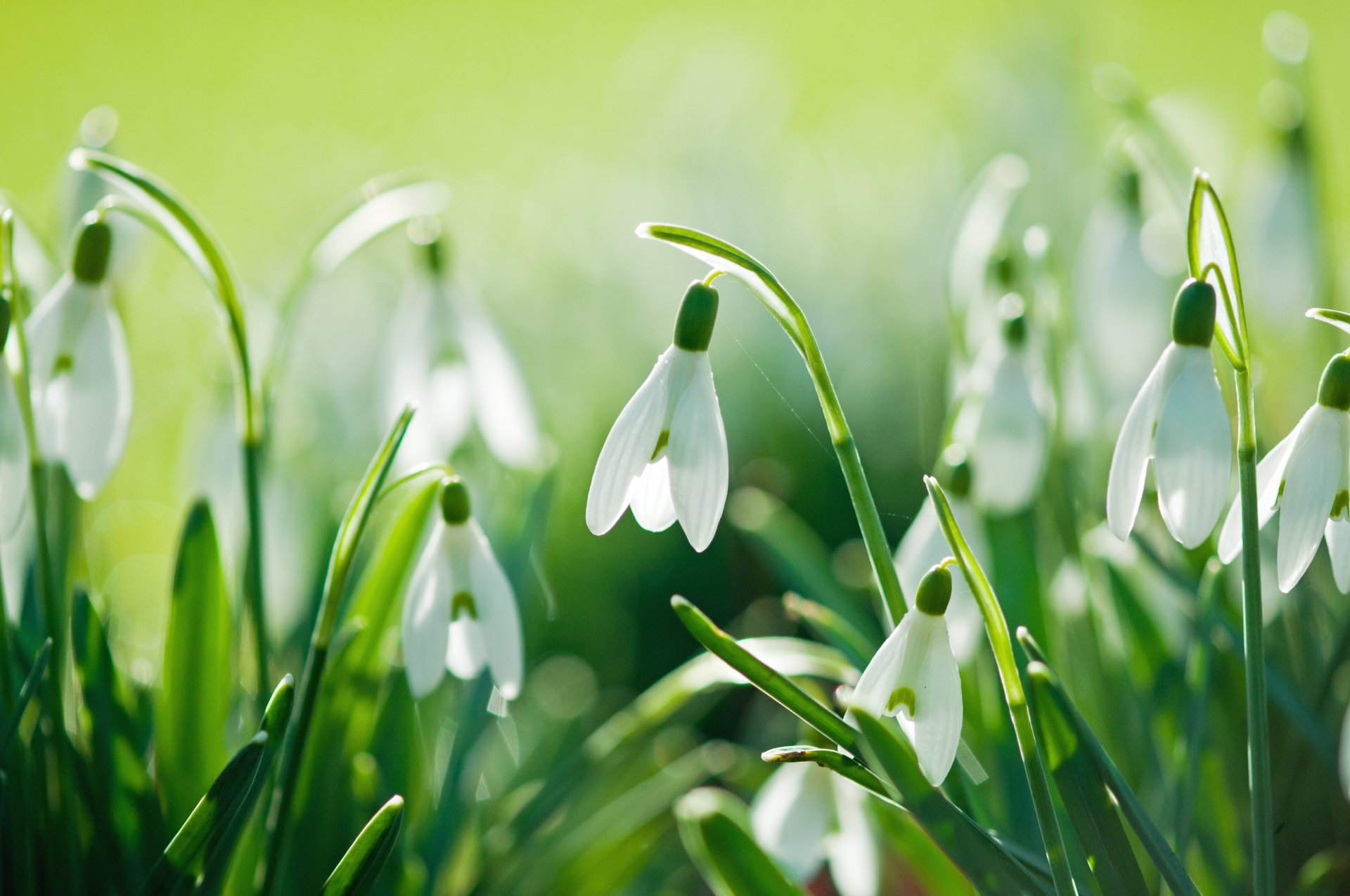 printemps perce-neige fleurs nature