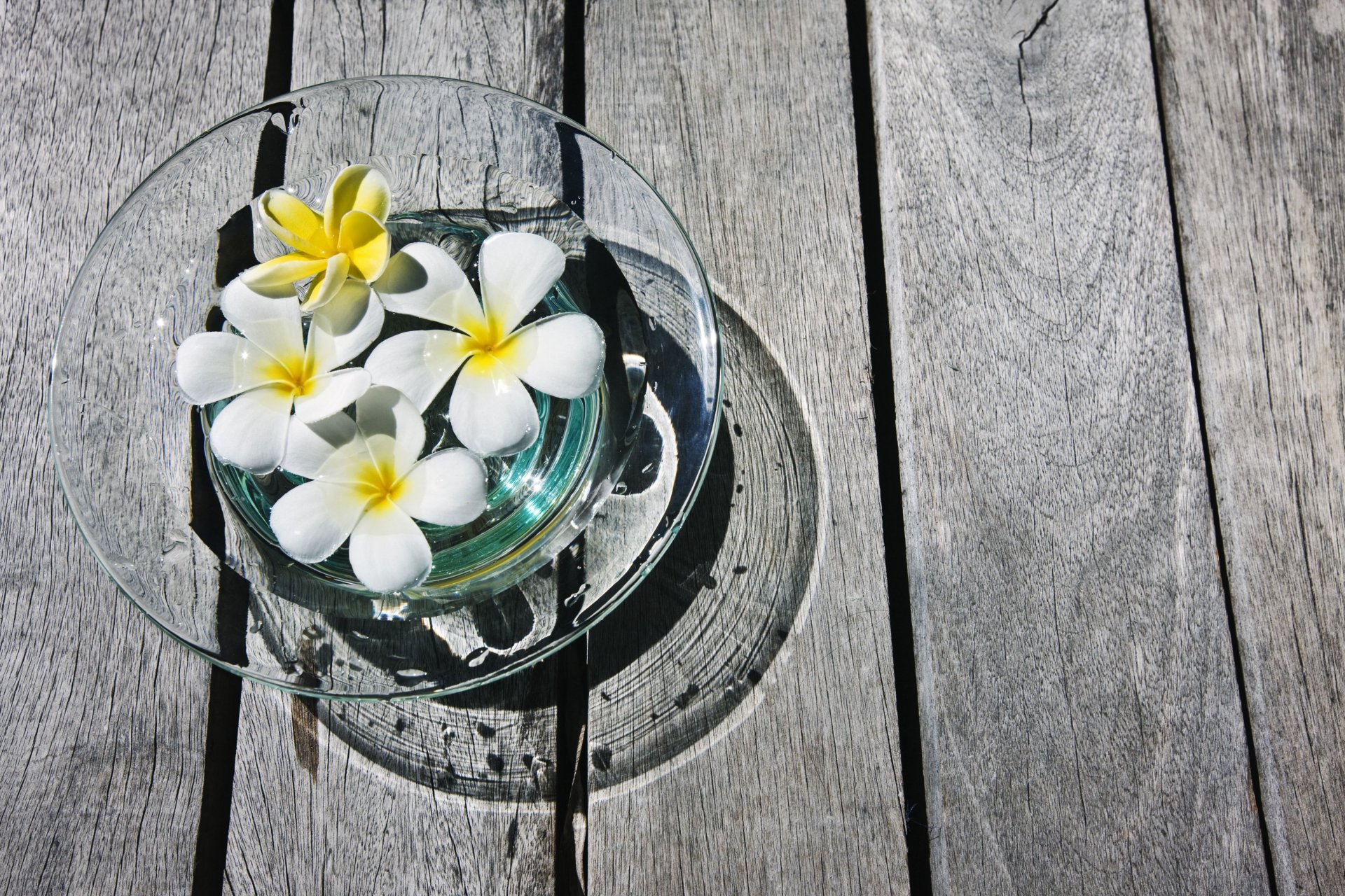 fleurs fleurs frangipanier plumeria plumeria jaune blanc vase bois planches fond papier peint grand écran plein écran écran large