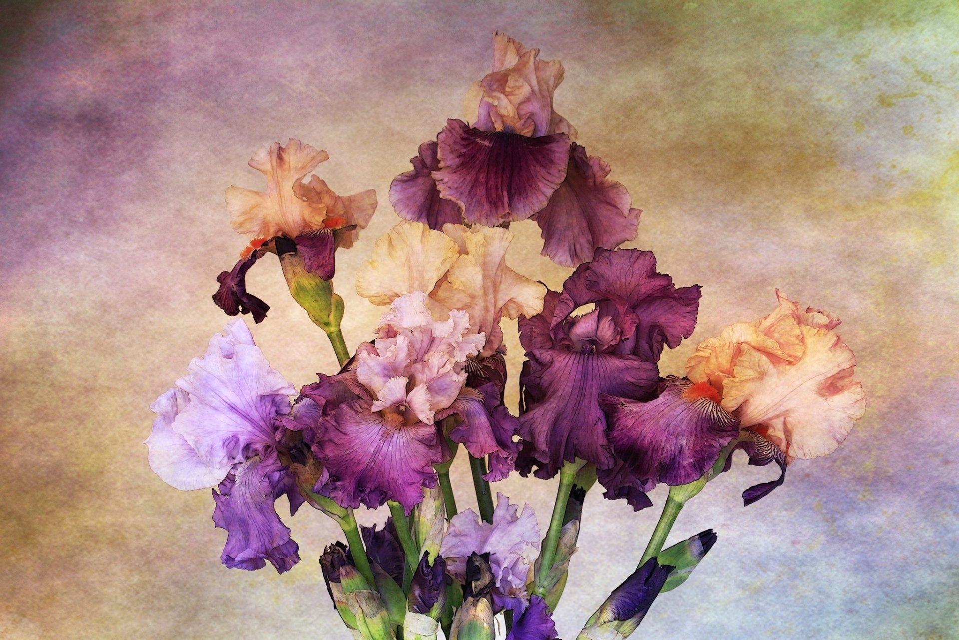 iris fleurs dessin peintures