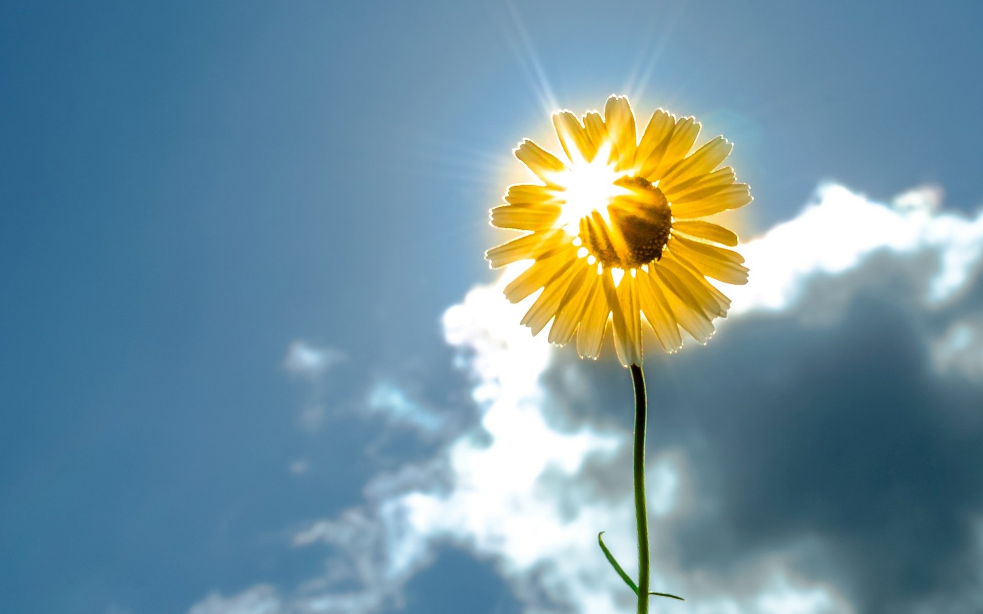 fiore fiori fiorellino girasole giallo. yellow sole cielo sfondo carta da parati widescreen schermo intero widescreen widescreen