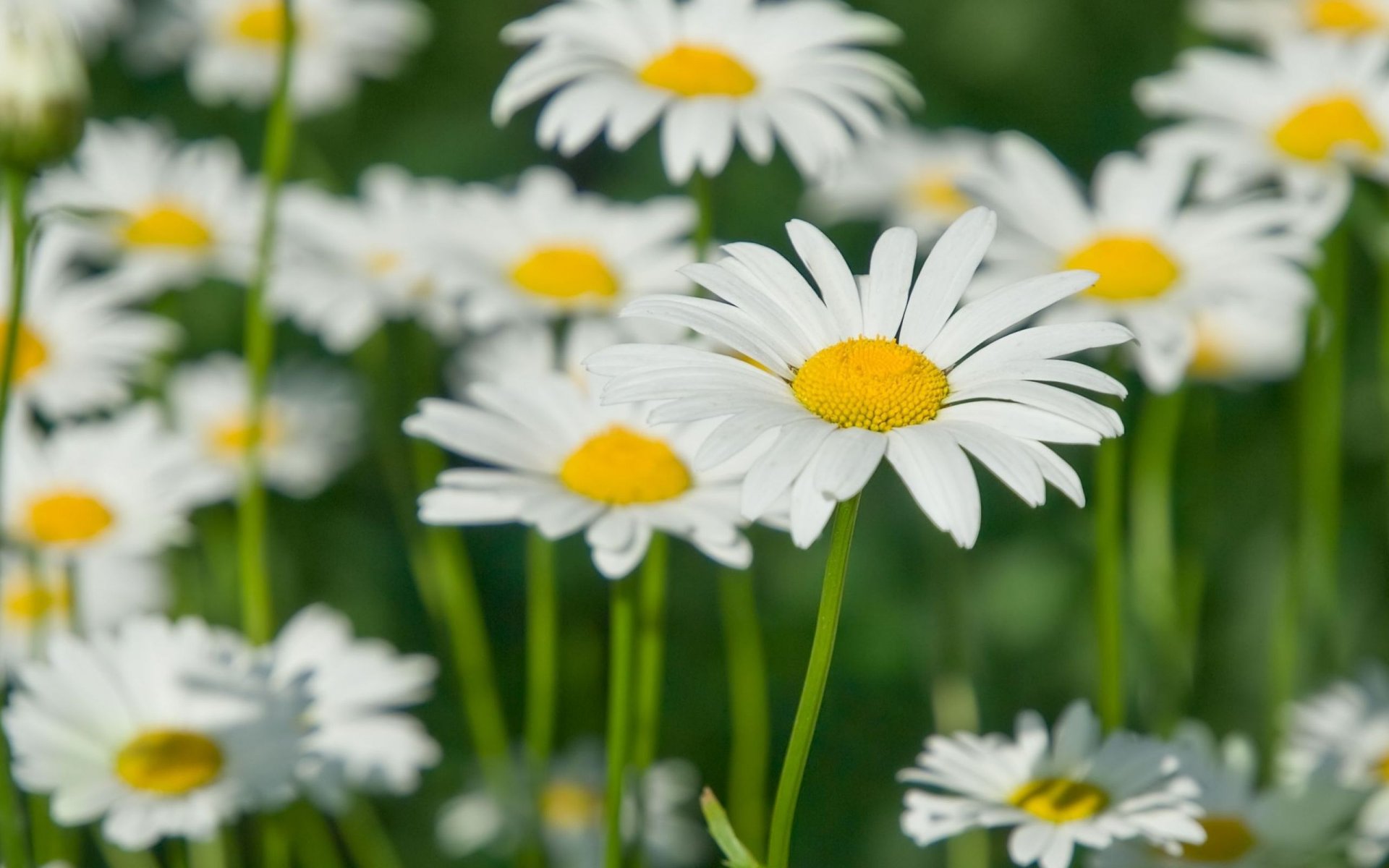 blumen blümchen weiß gelb blütenblätter kamille feld stiel grün unschärfe hintergrund tapete widescreen vollbild widescreen widescreen