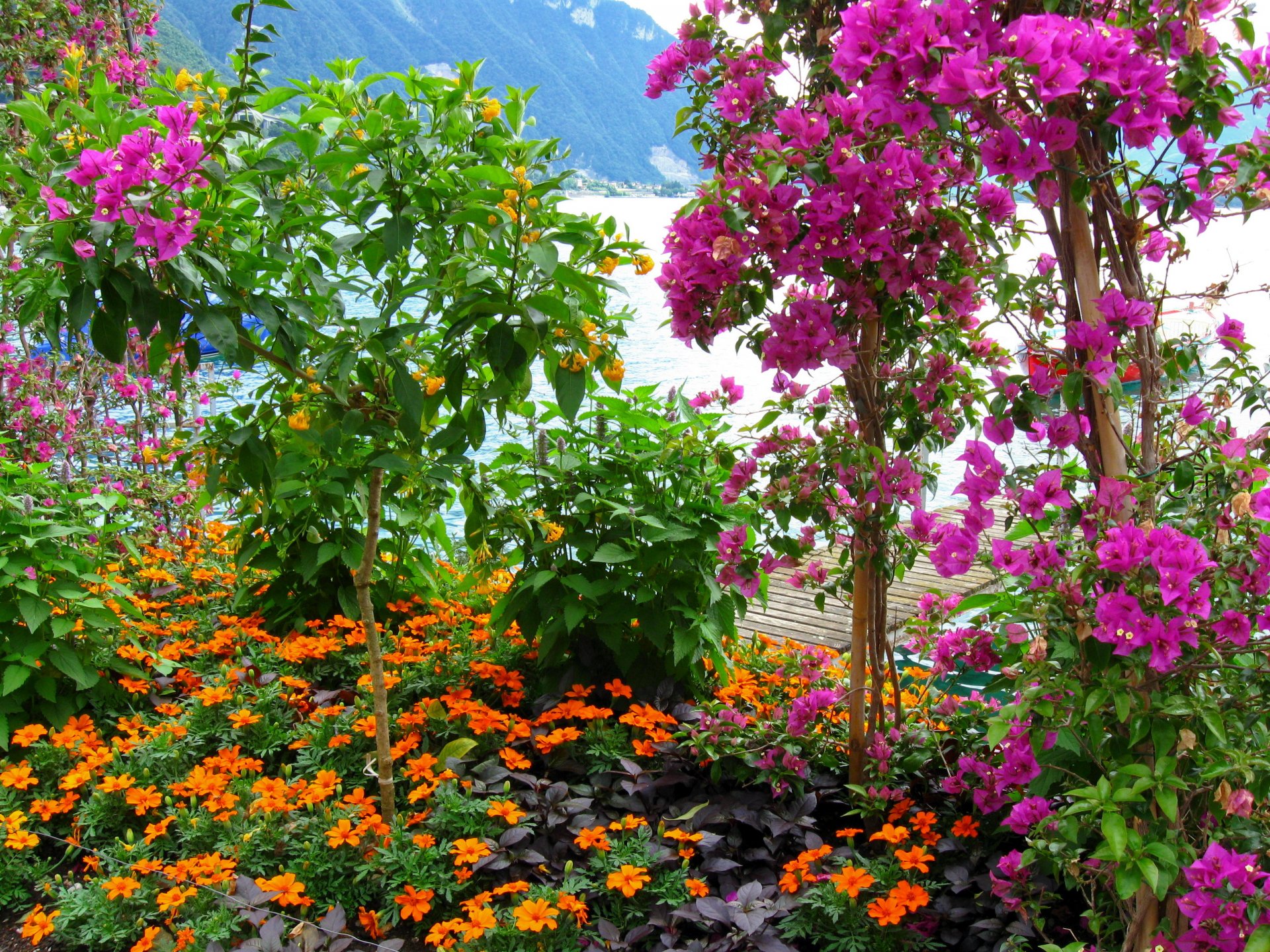 arbustos flores rosa hojas montañas naturaleza