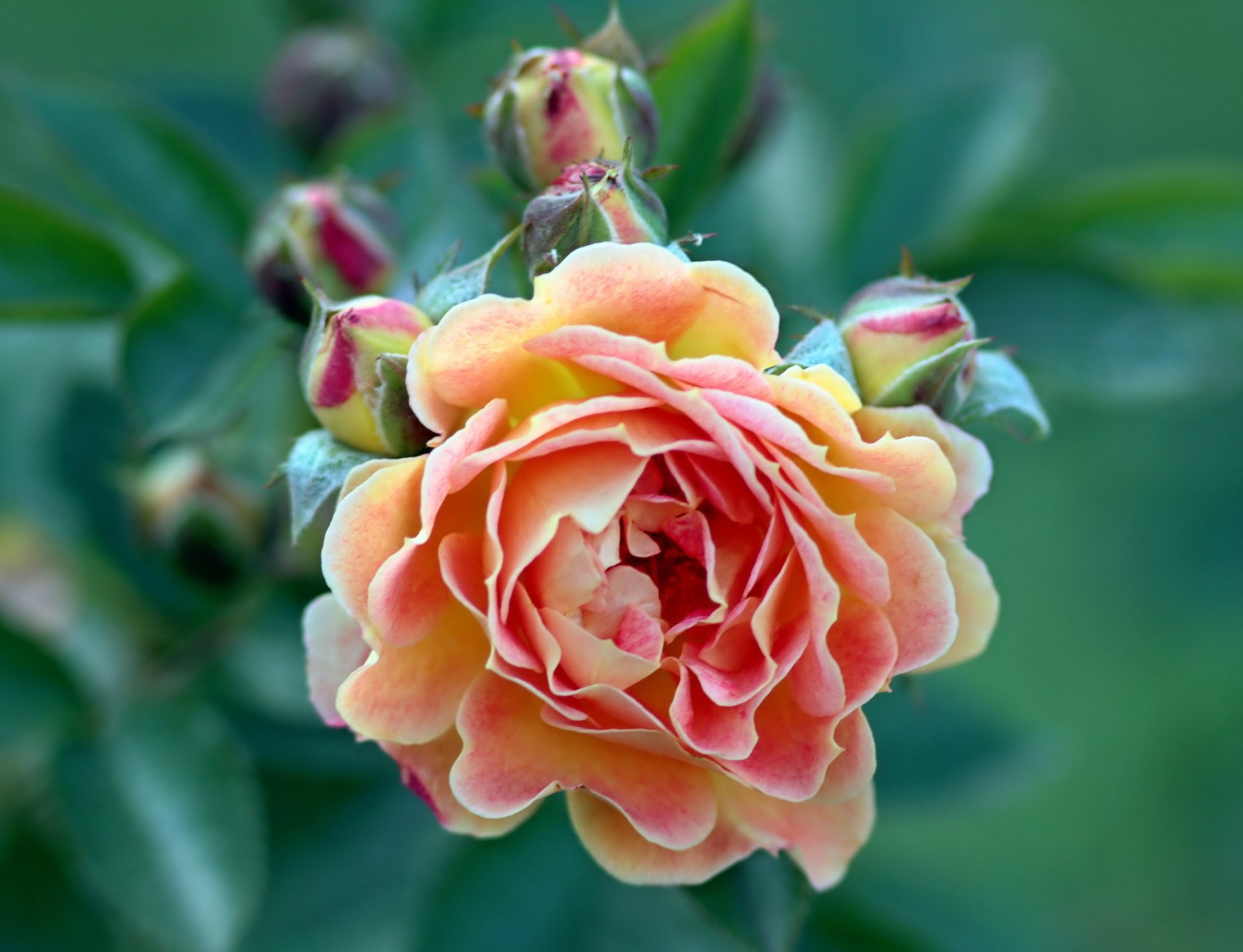 flower rose pink green background bud