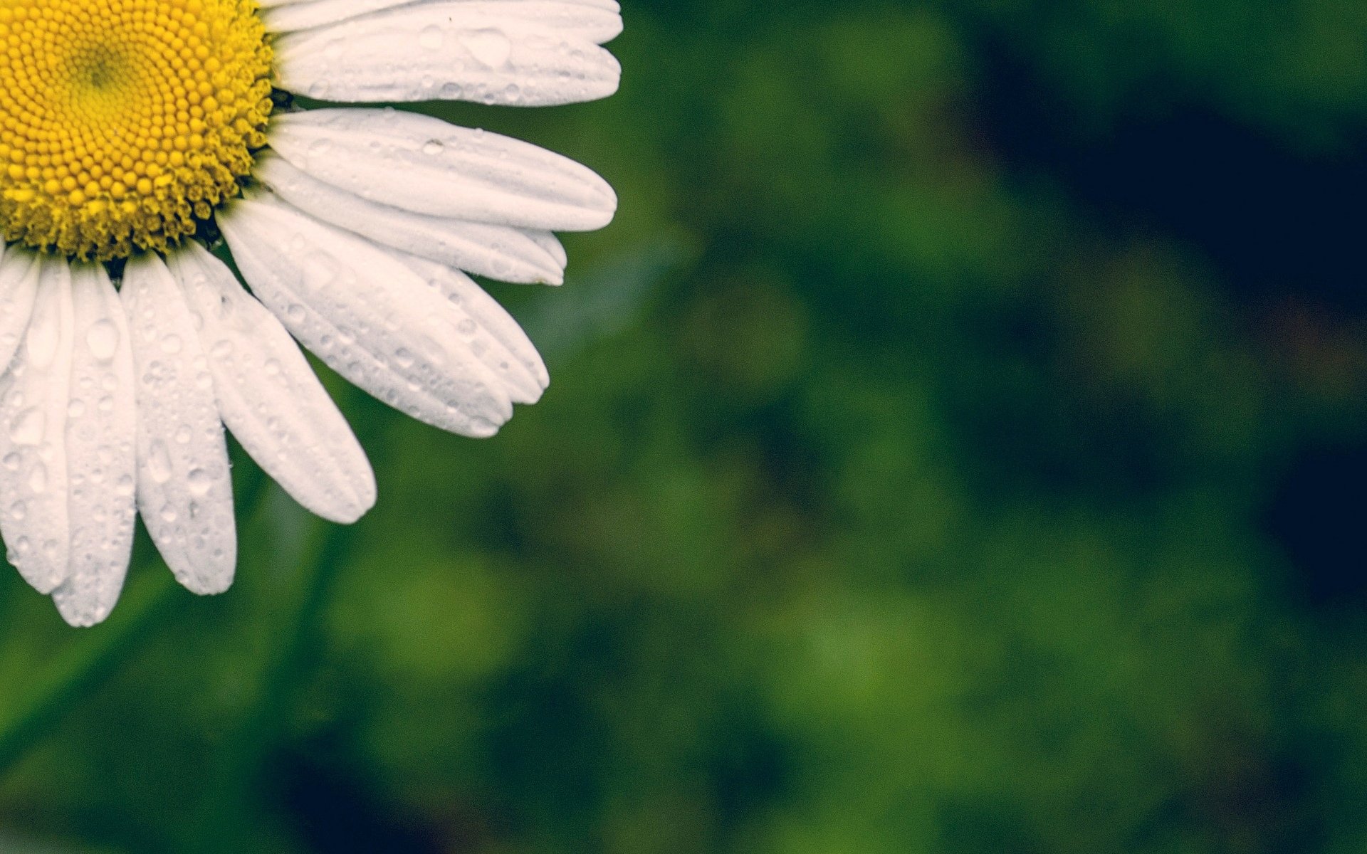 fiori fiore fiorellino margherita bianco petali sfondo verde carta da parati widescreen schermo intero widescreen sfondo widescreen