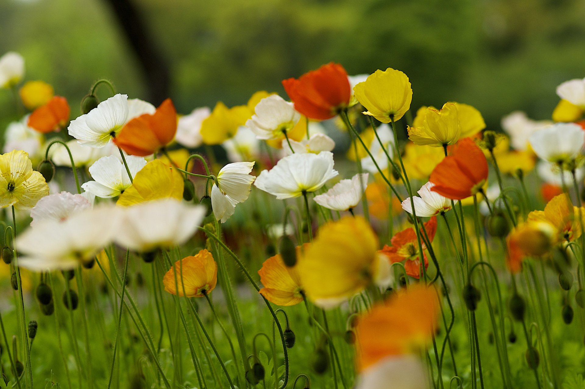 coquelicots fleurs divers champ été nature