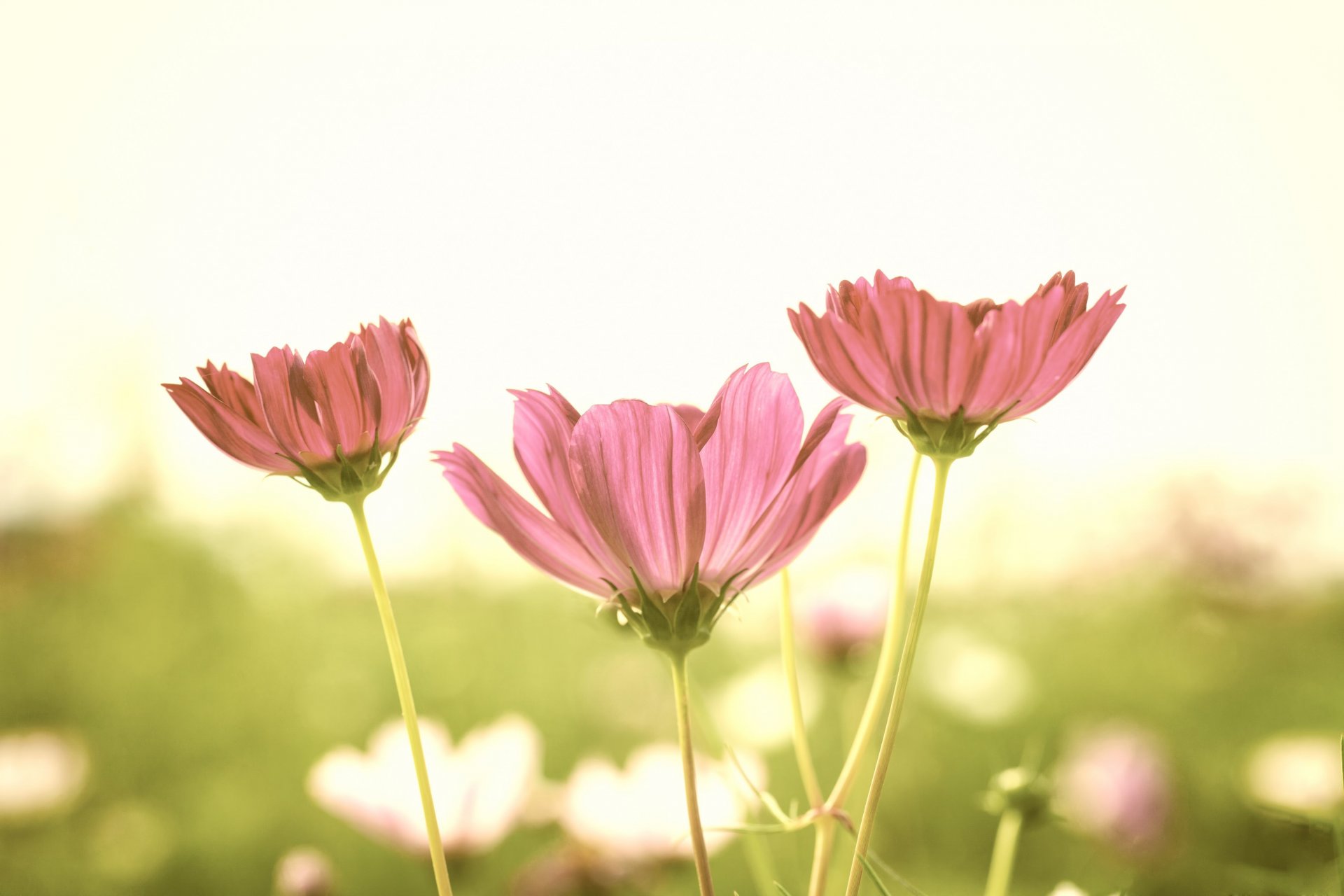 blumen blümchen blütenblätter stiel natur feld grün unschärfe hintergrund tapete widescreen vollbild widescreen