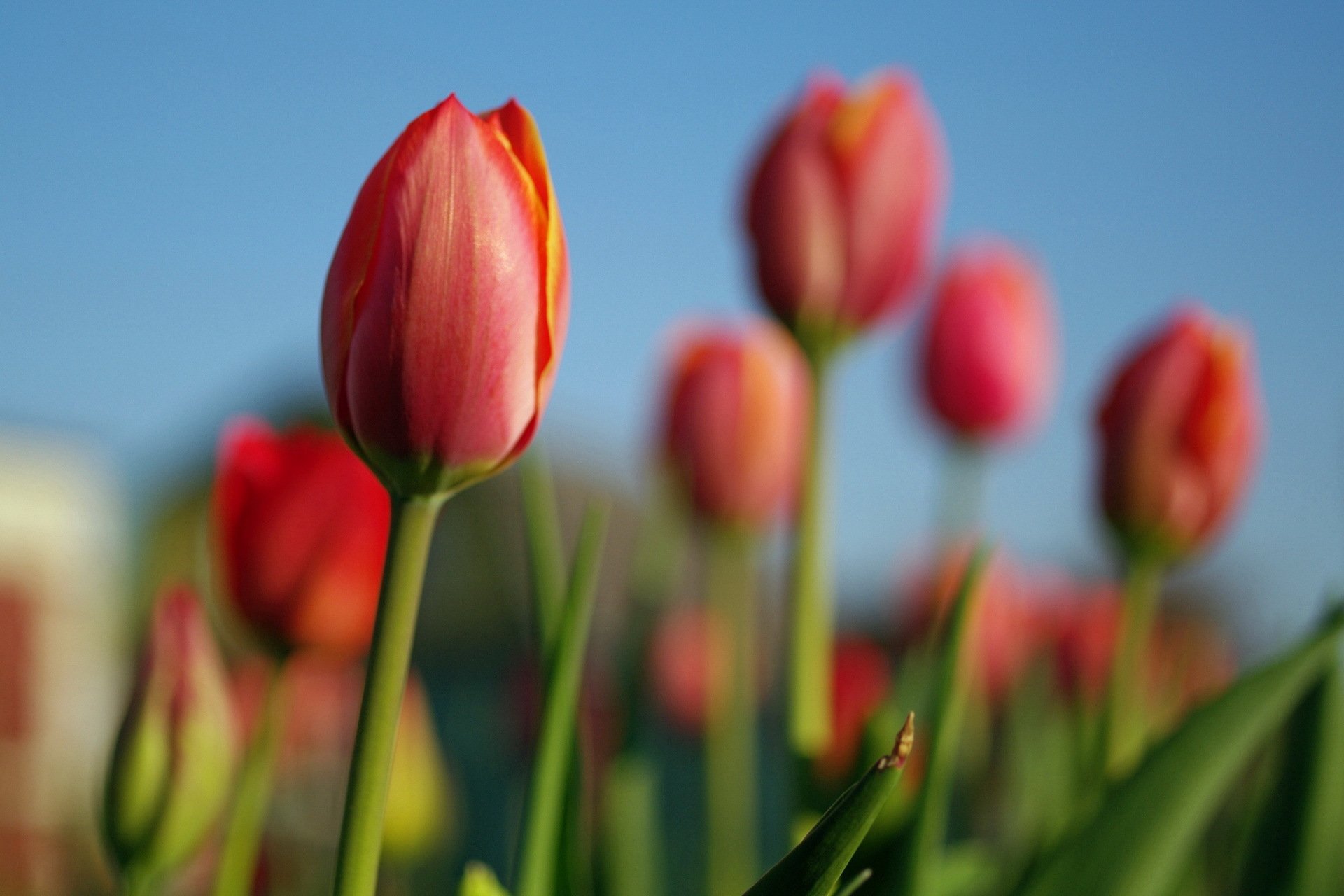 flores tulipanes naturaleza