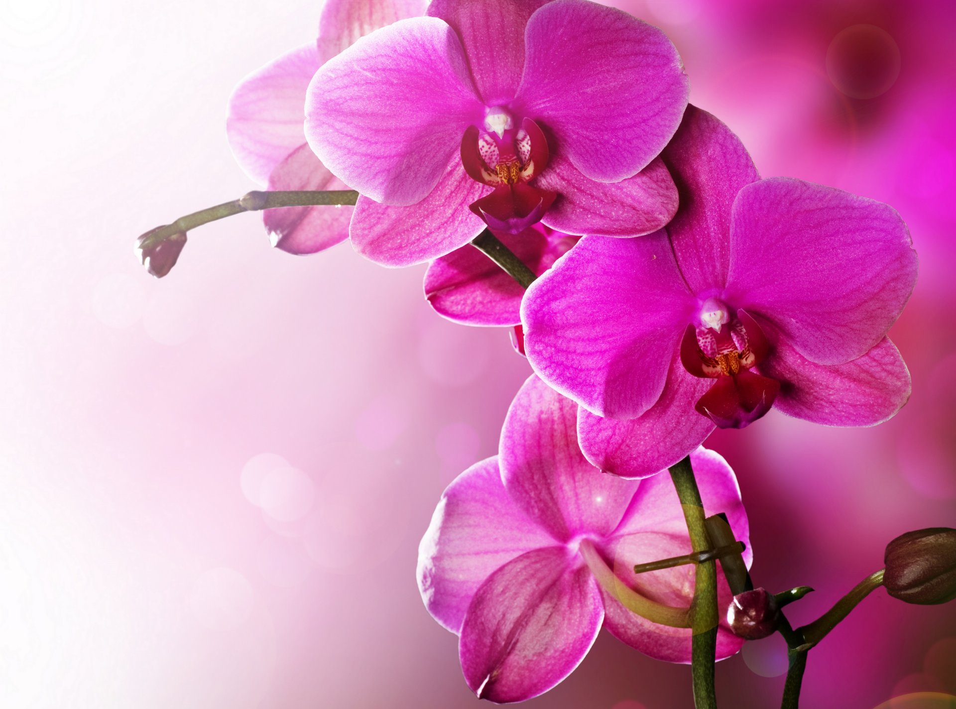 orquídea rosa pétalos belleza flores ternura orquídeas phalaenopsis rosa