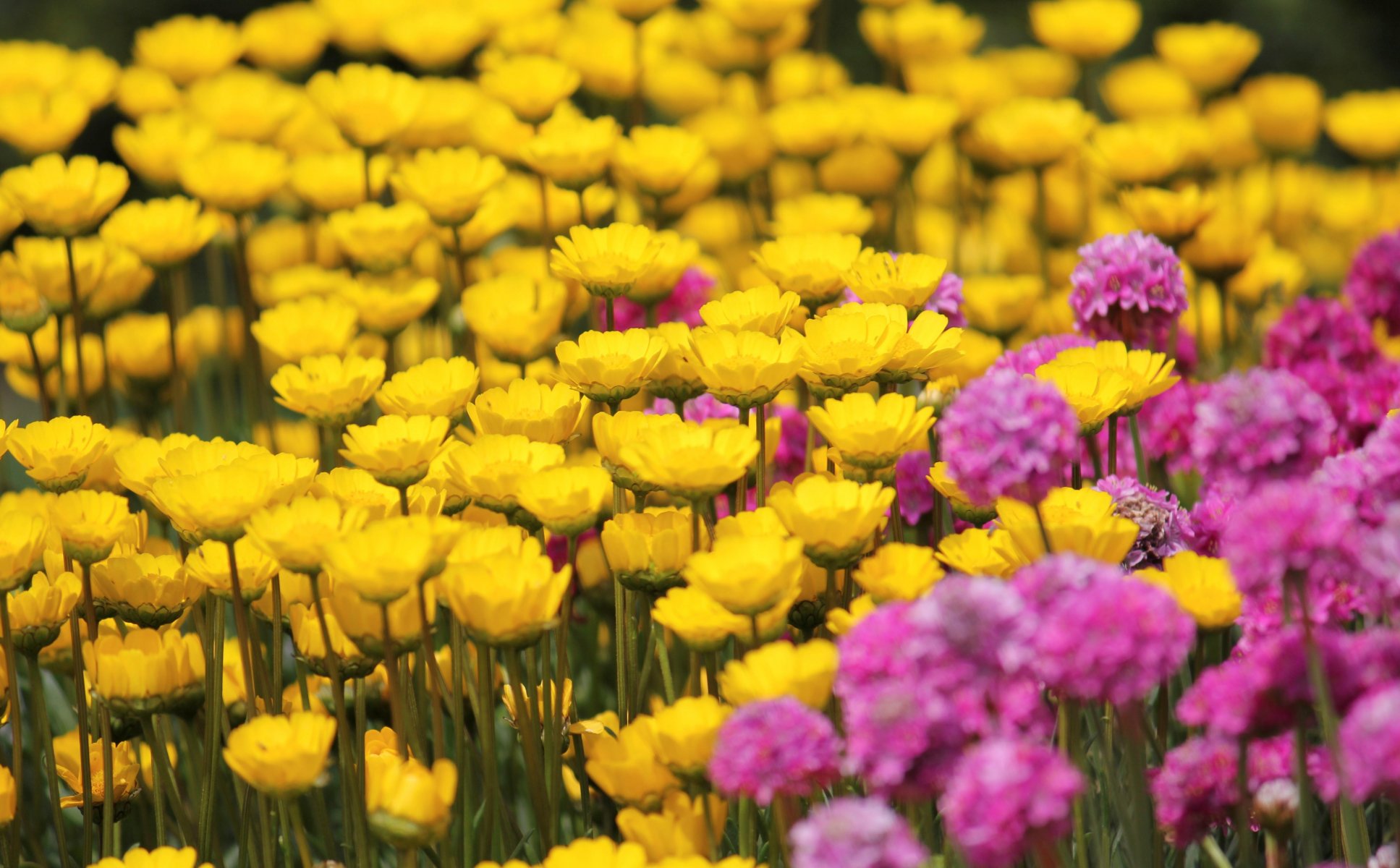 flores flores amarillo rosa campo fondo papel pintado pantalla ancha pantalla completa pantalla ancha pantalla ancha