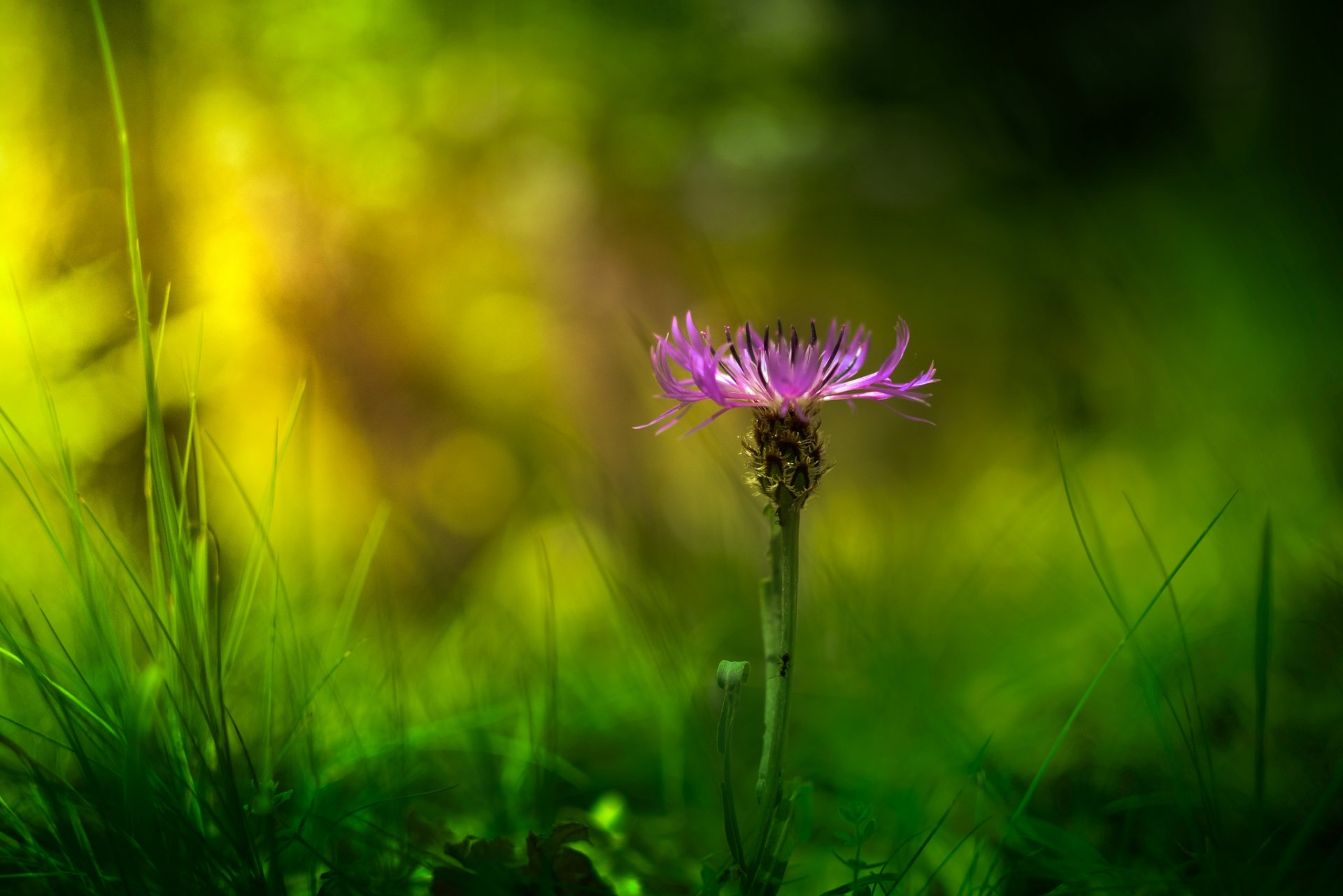 purple flower petals grass green close up reflections blur