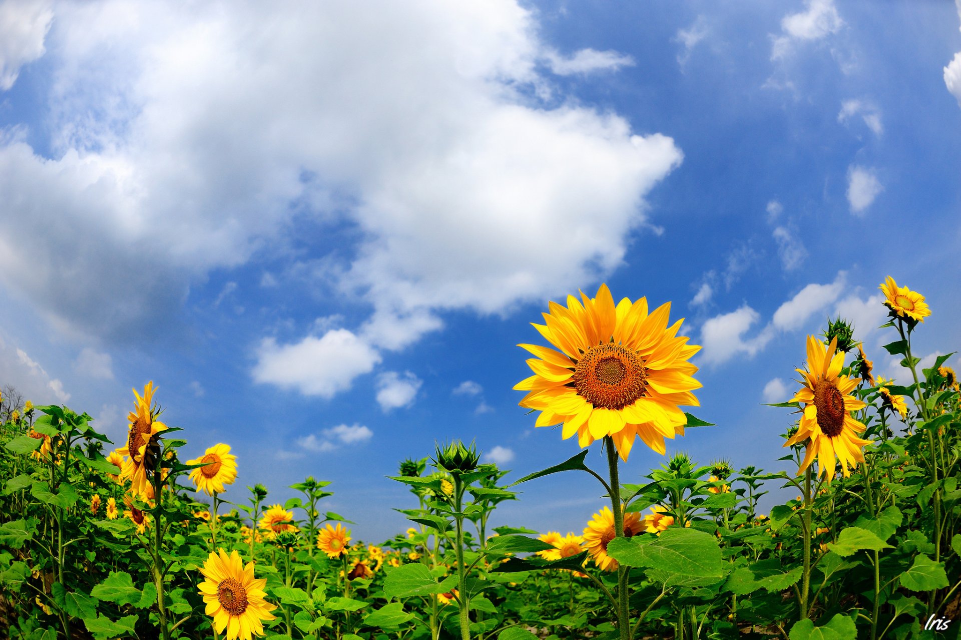 estate girasoli natura campo