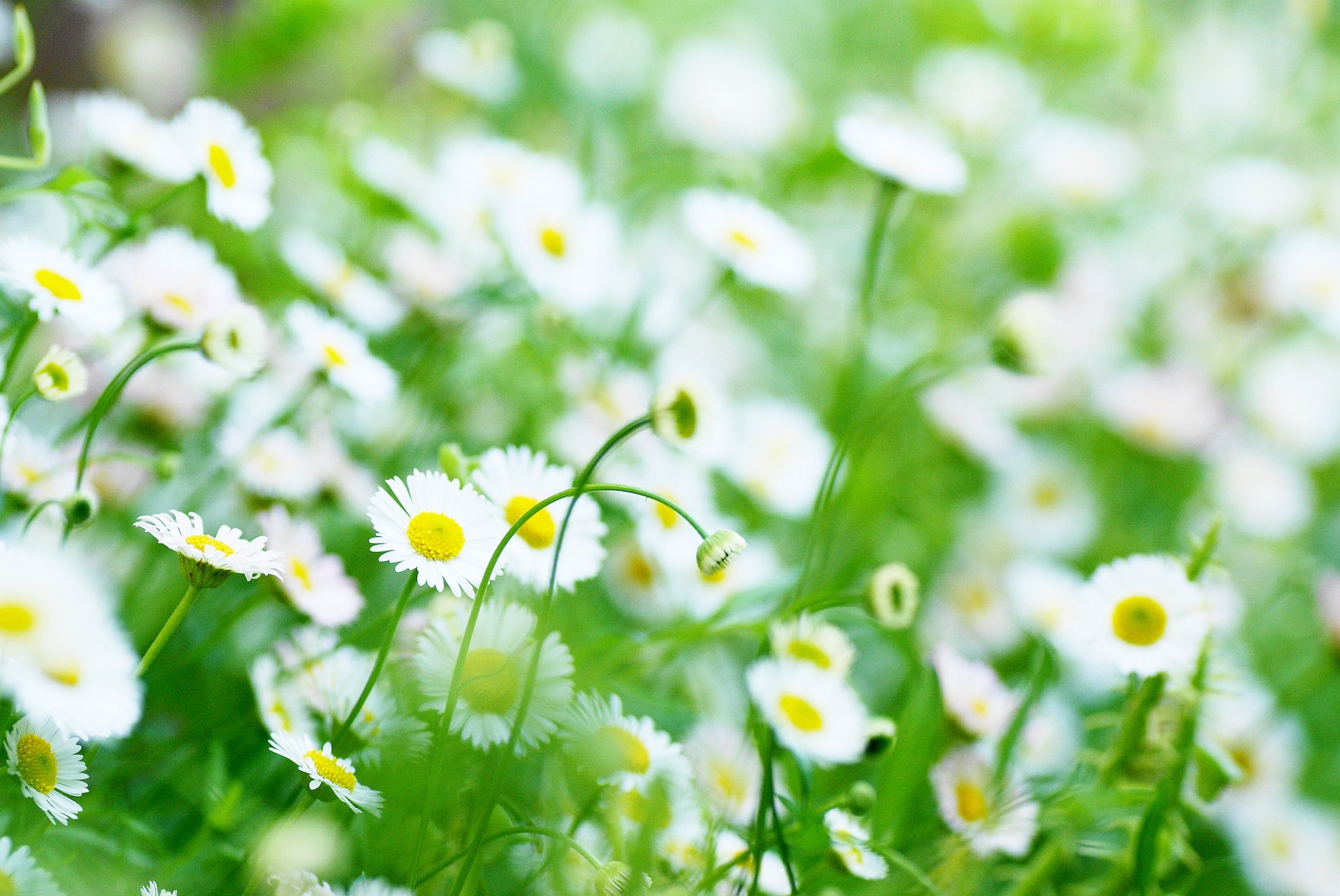 fiori fiori margherita margherite bianco giallo verde sfocatura sfondo carta da parati widescreen schermo intero widescreen widescreen