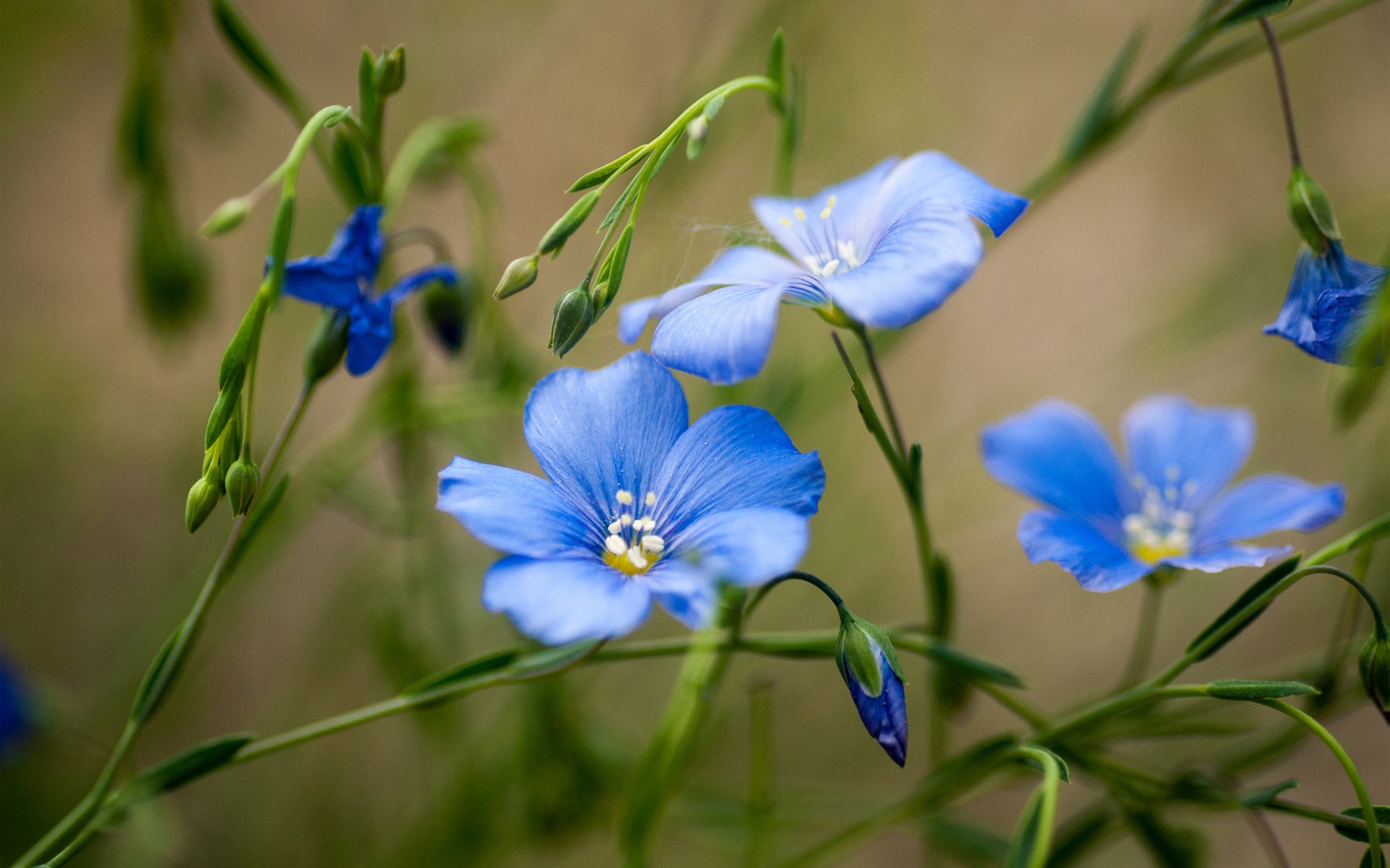 flores azul campo verde verano