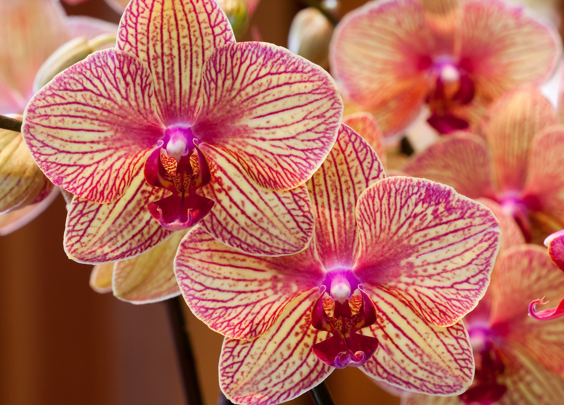 orchideen exotisch blütenblätter