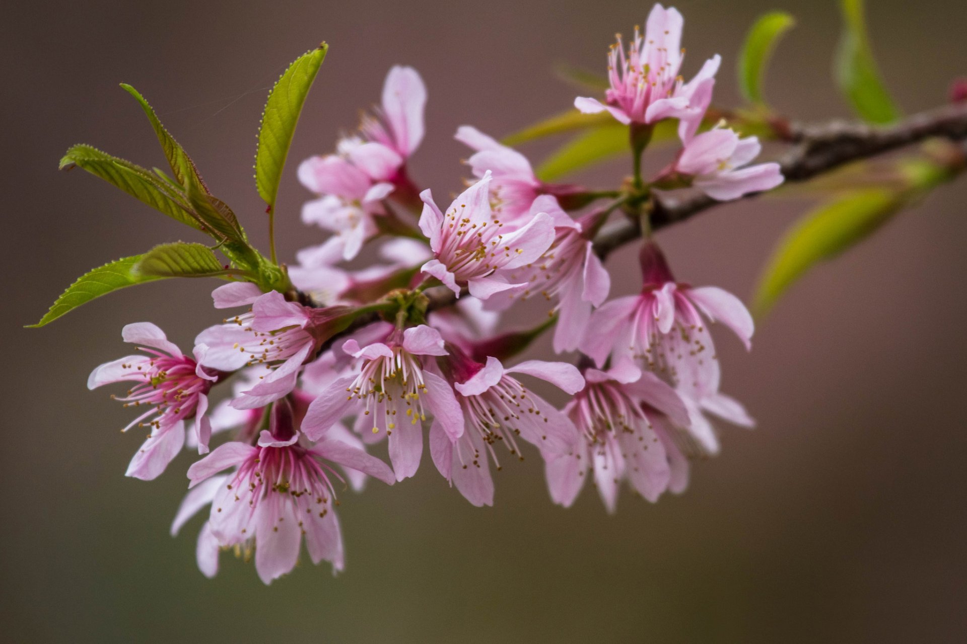 zweig blätter blumen rosa sakura