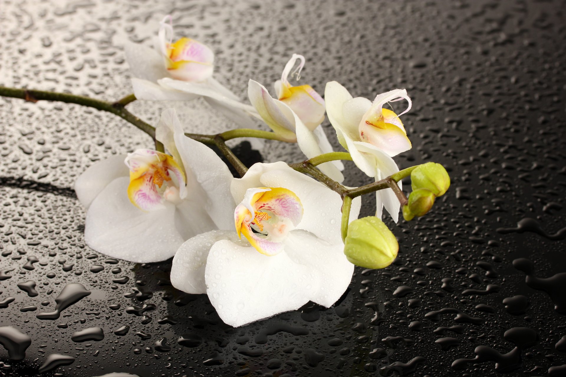 orquídea flor pétalos blancos agua gotas sombra