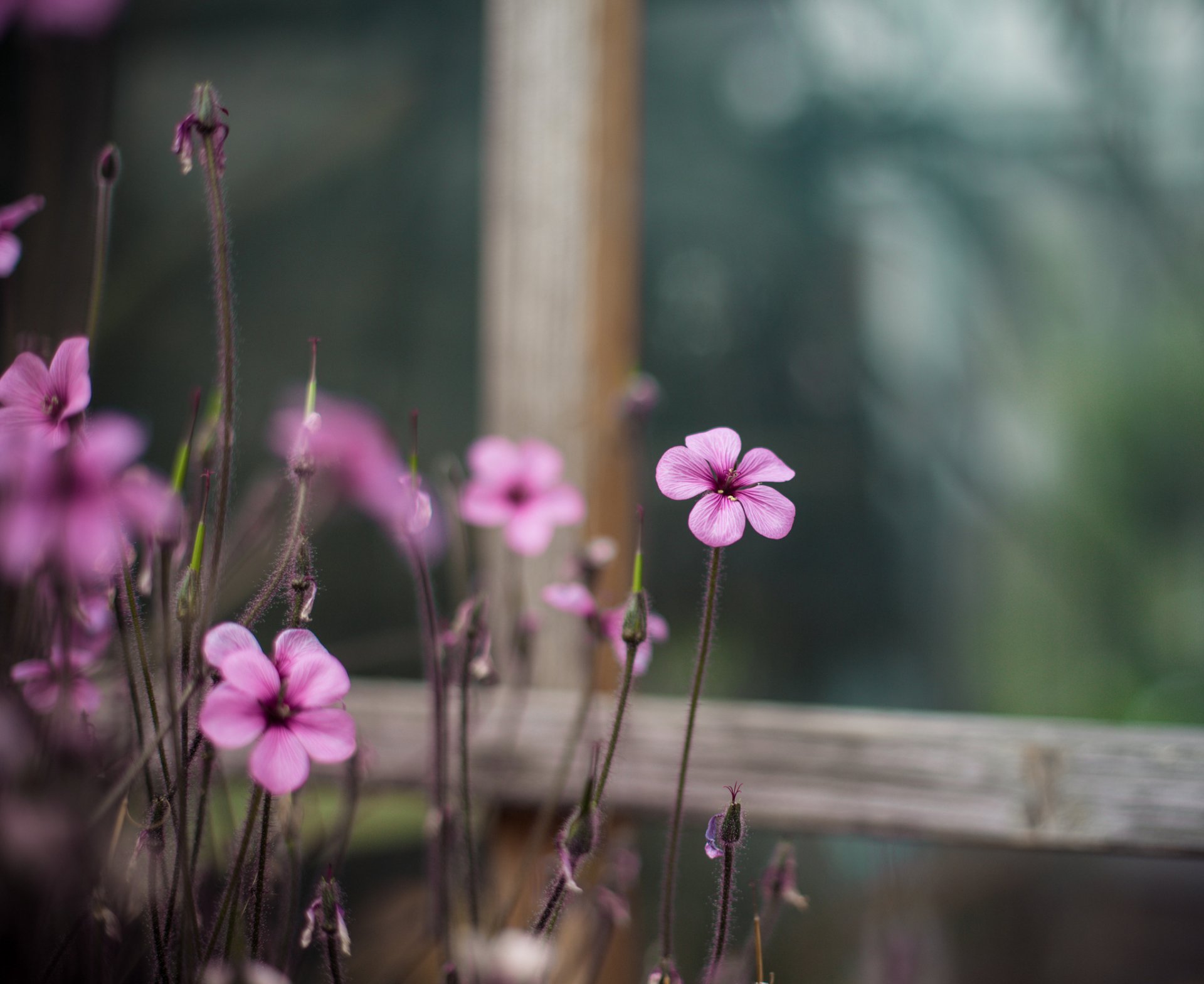 oxalis pink flower window close up blur