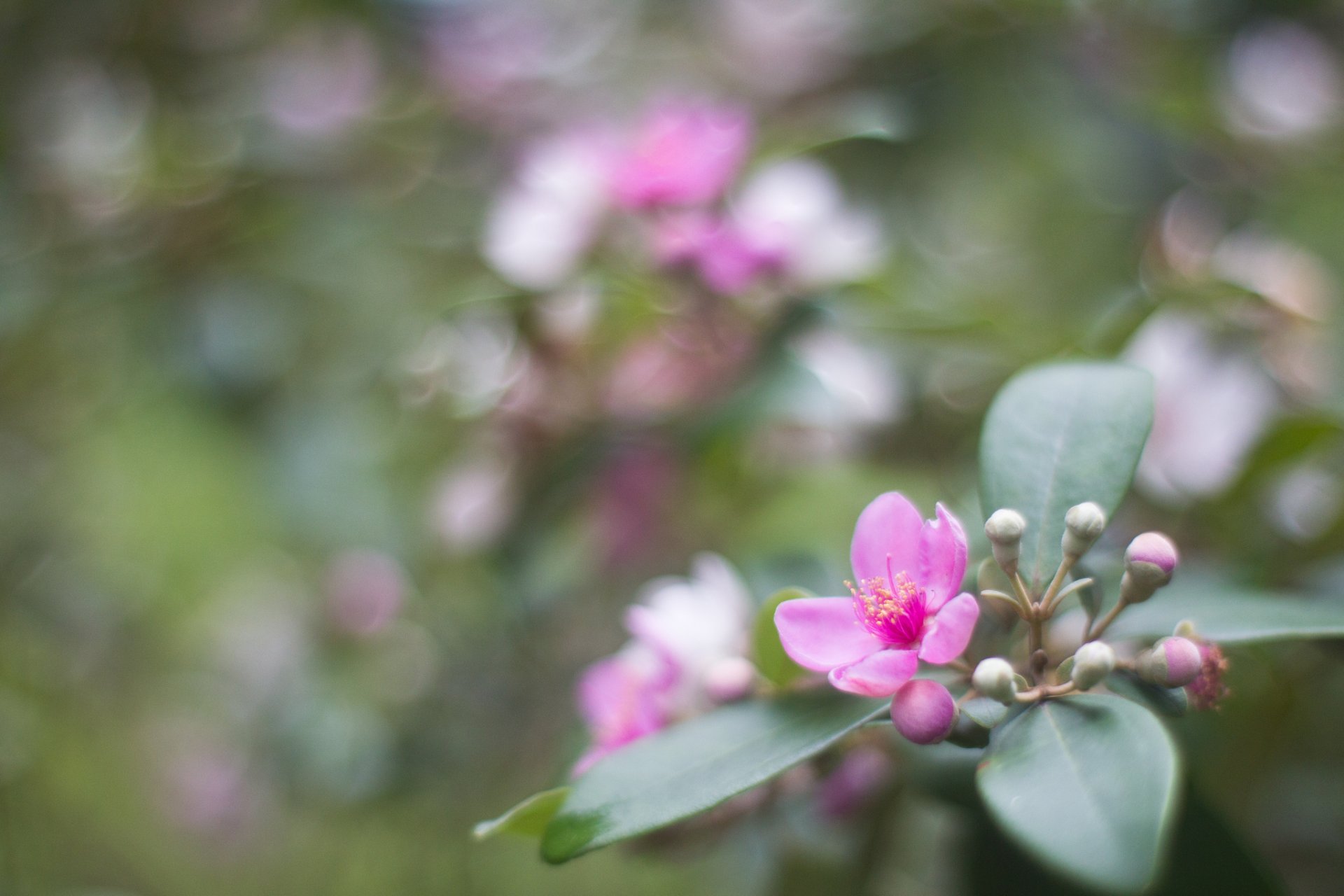 rhodomyrte rose fleur pétales bourgeons feuilles gros plan flou