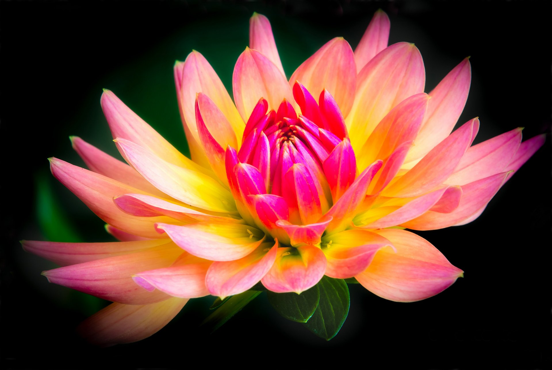 flower yellow and pink dahlia black background