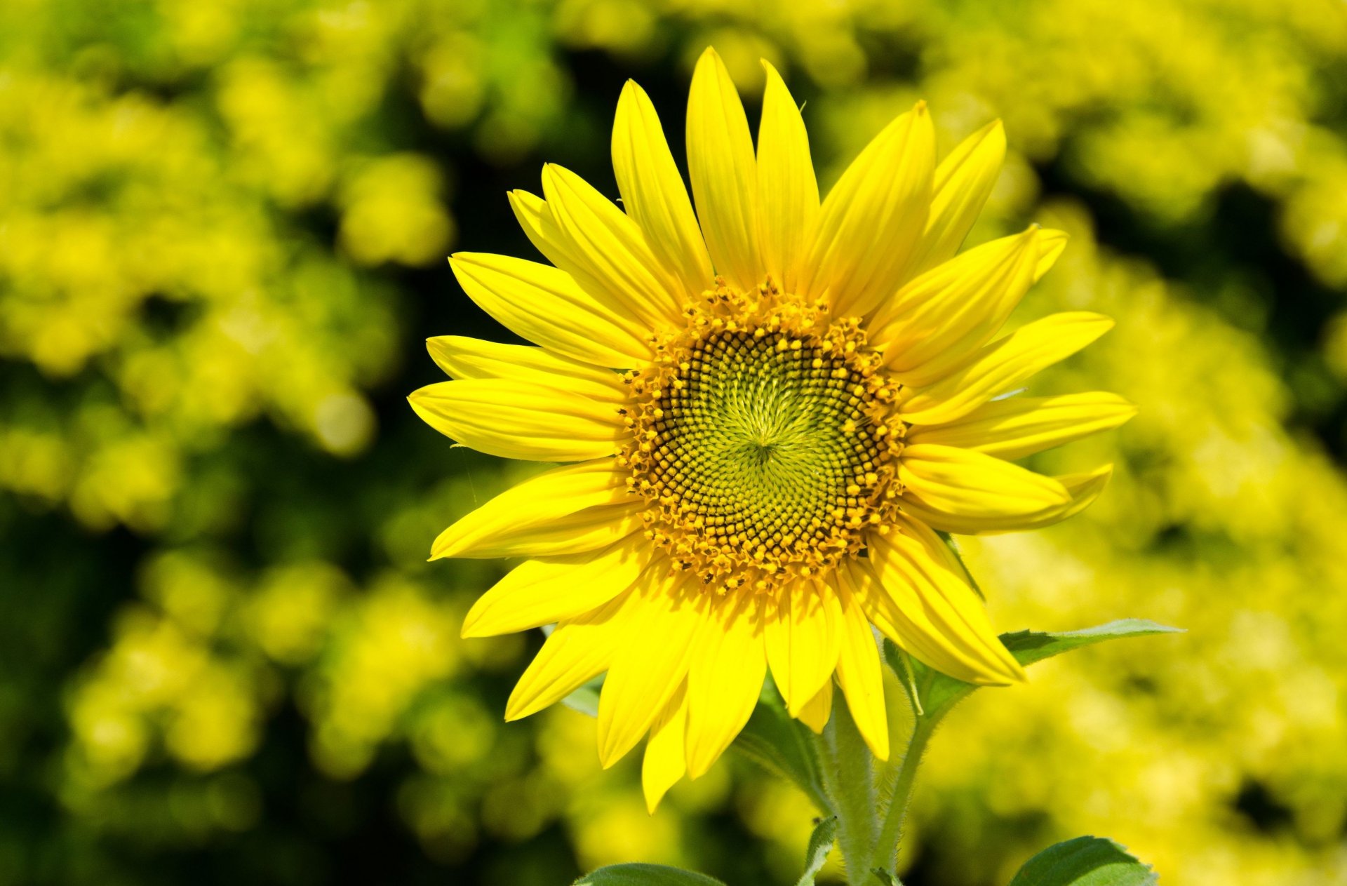 flores florecita girasol amarillo pétalos desenfoque bokeh fondo papel pintado pantalla ancha pantalla completa pantalla ancha pantalla ancha