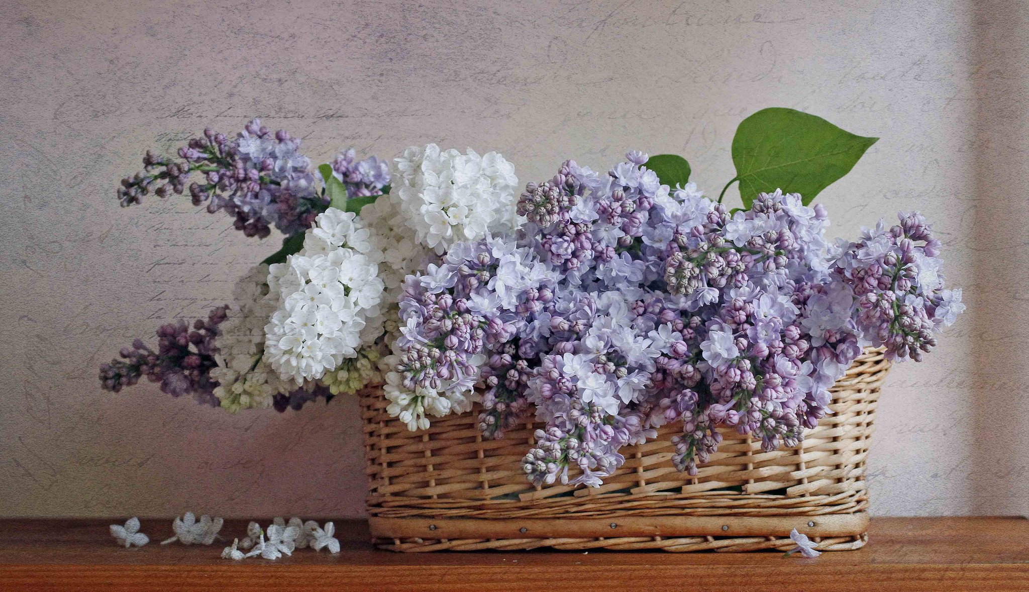 lilas panier nature morte doucement