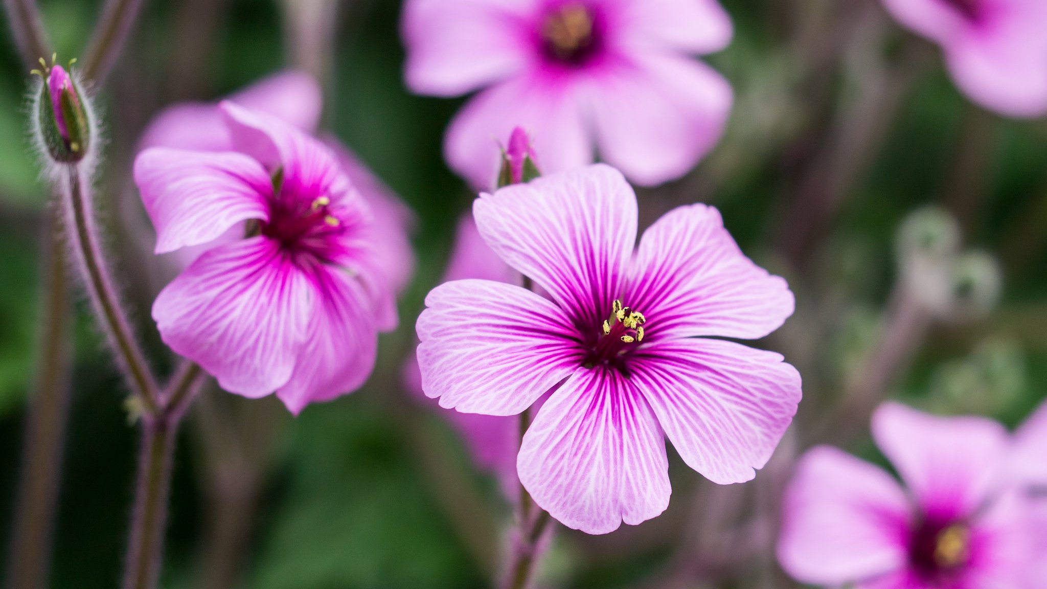 geranium kwiaty różowe płatki pąki