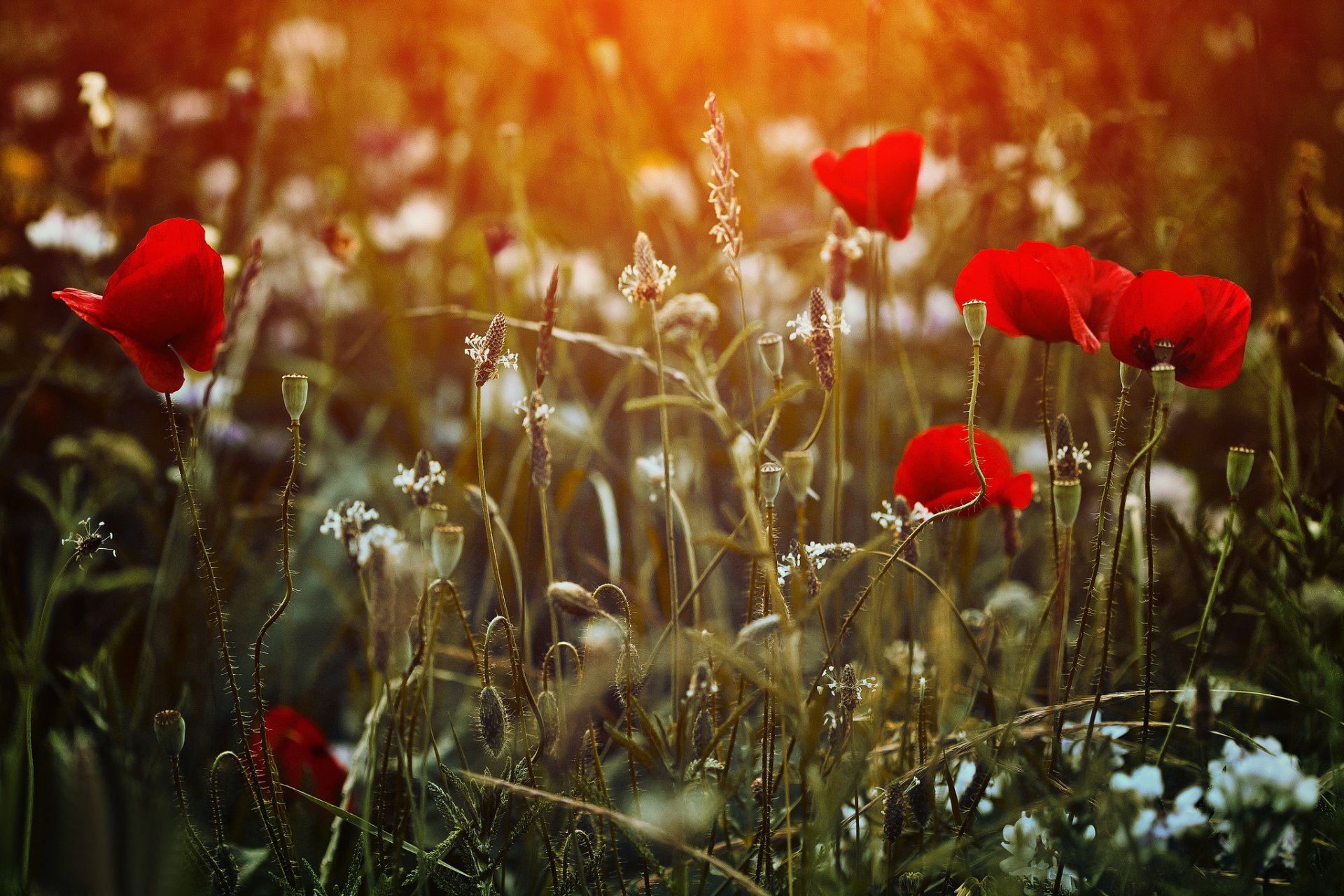 the field grass flower poppie