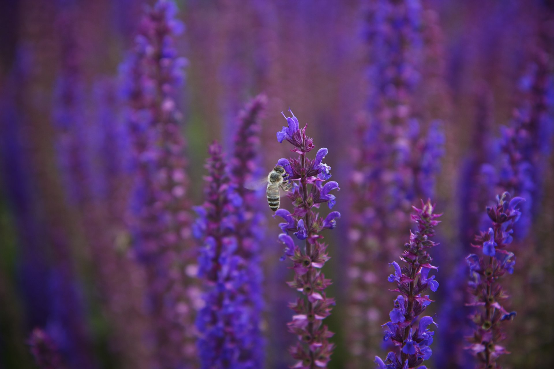 sauge lilas violet fleurs abeille gros plan flou