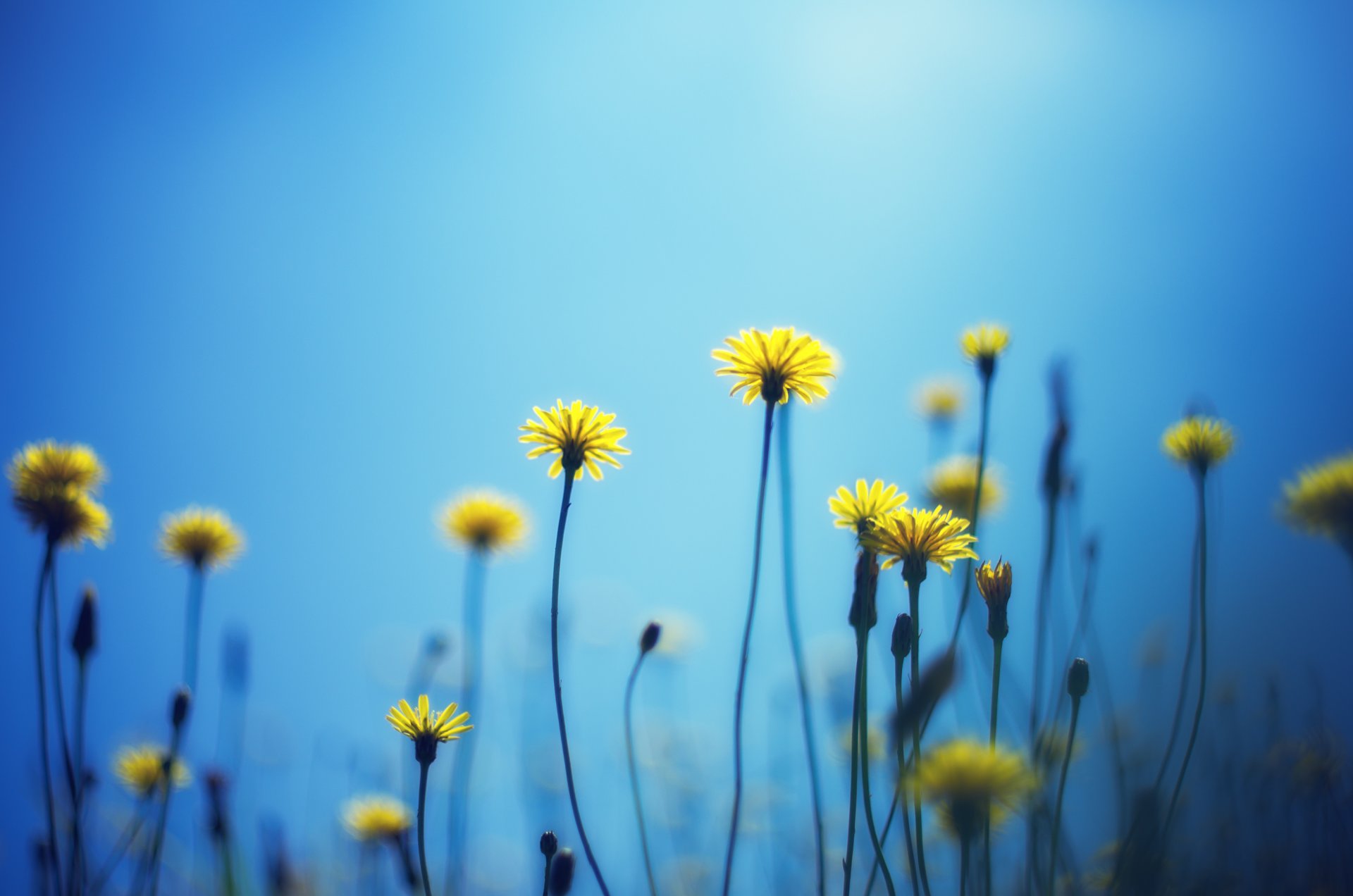 blumen blümchen gelb blau hintergrund tapete widescreen vollbild widescreen widescreen