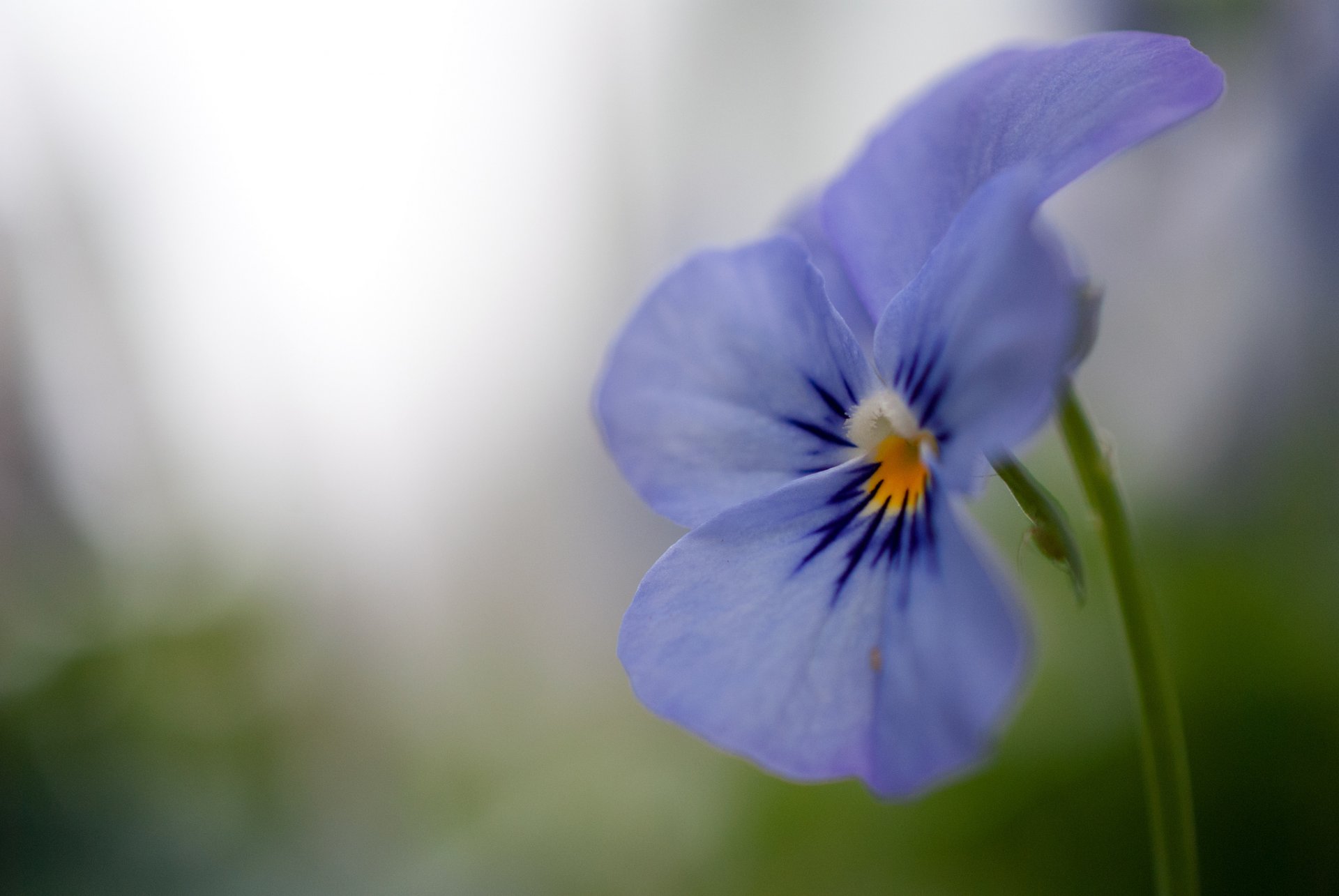 pansy violet blue purple flower petals close up