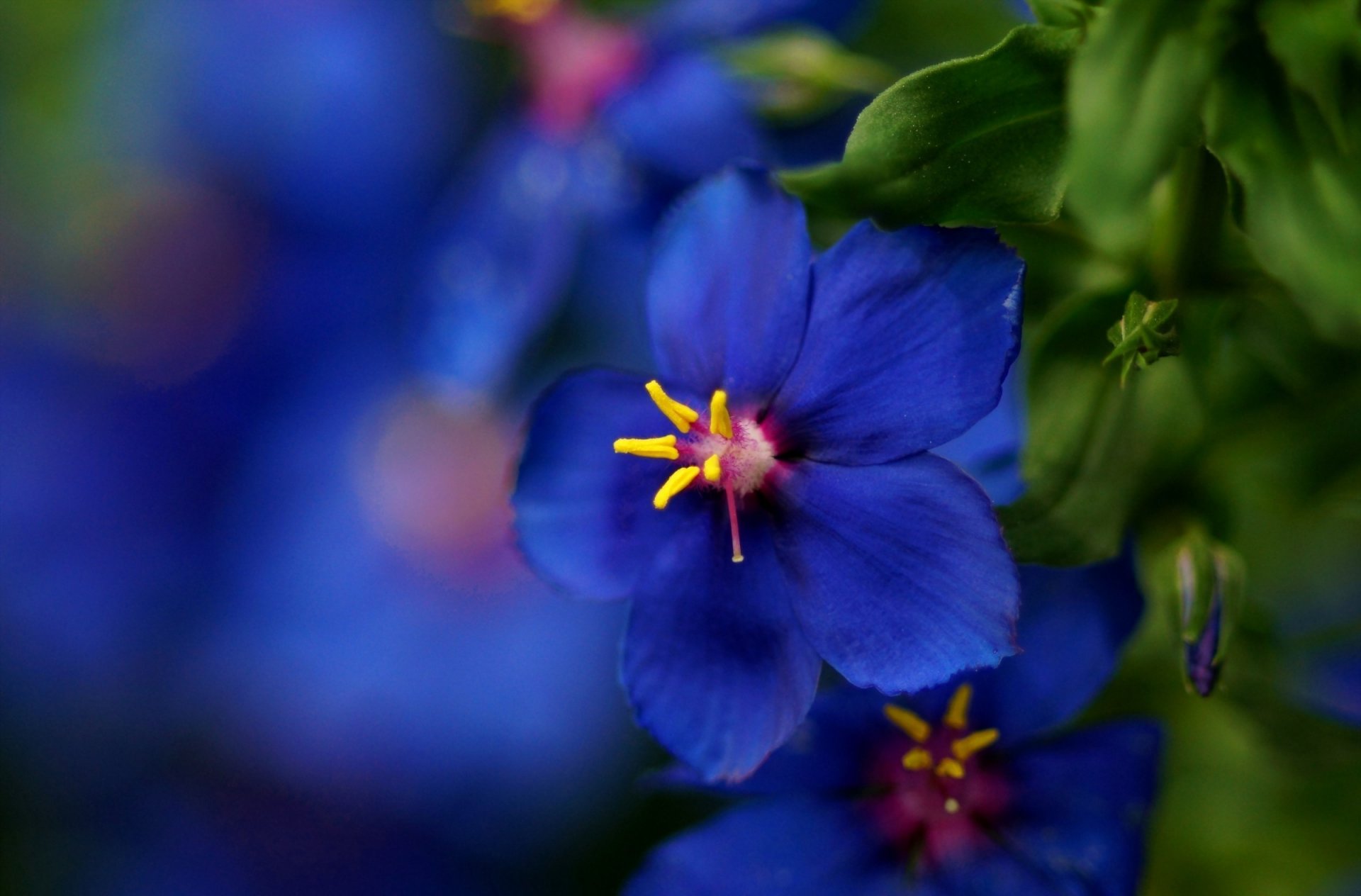 fiore blu macro