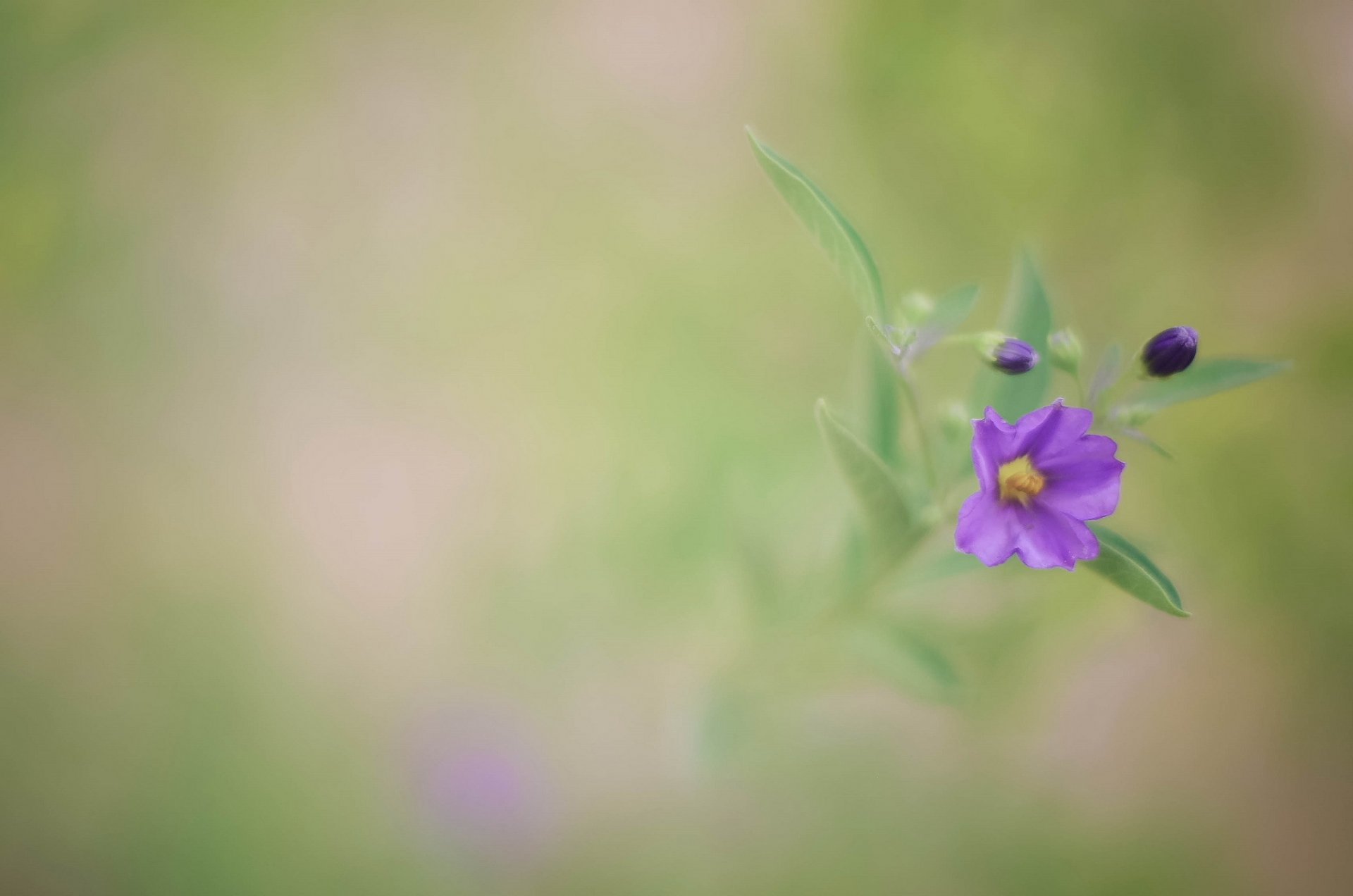 blume flieder knospen blätter hintergrund