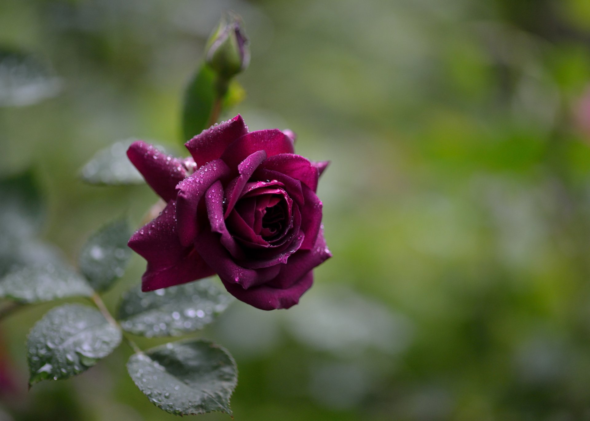 rose maroon water droplets after the rain