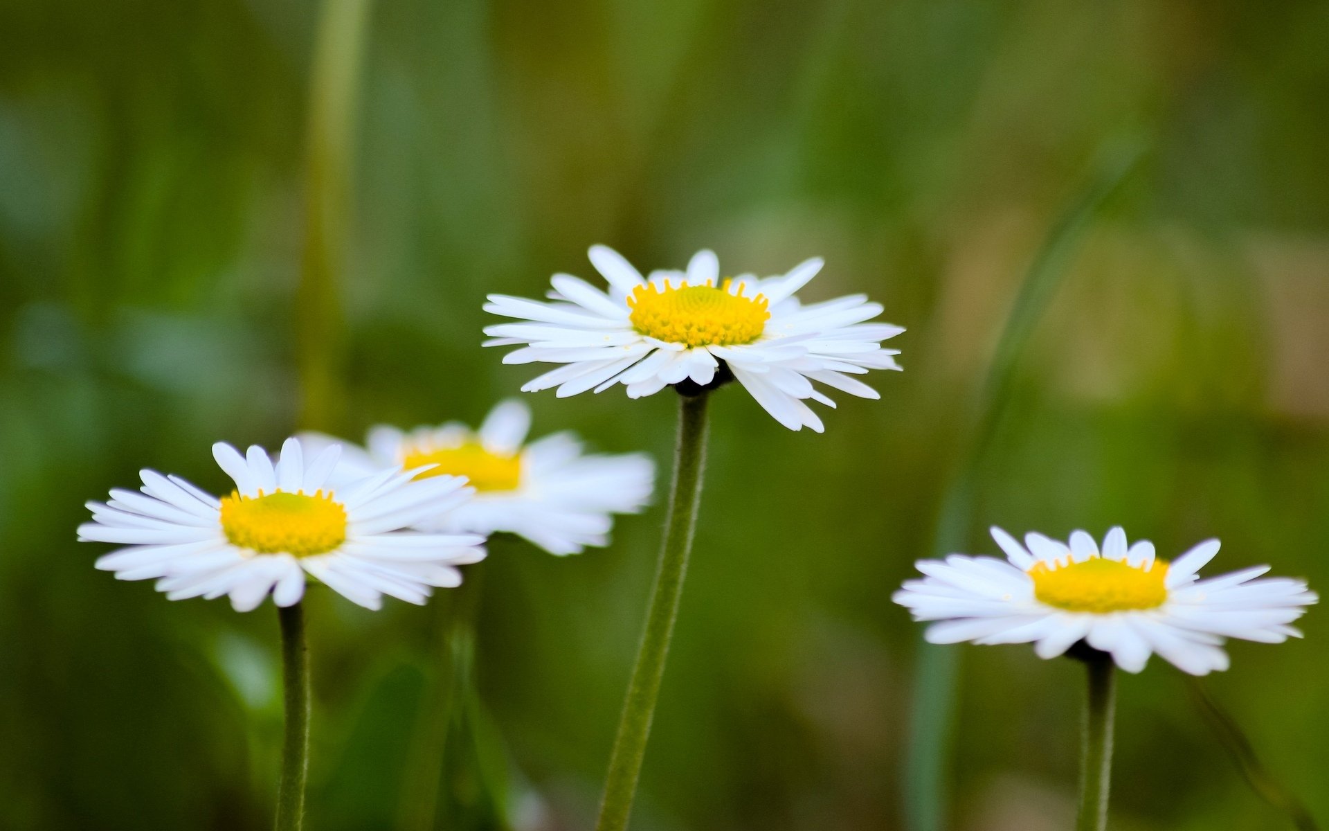 blumen blümchen blume blümchen kamille gänseblümchen weiß. gelb grün unschärfe hintergrund tapete widescreen vollbild widescreen widescreen