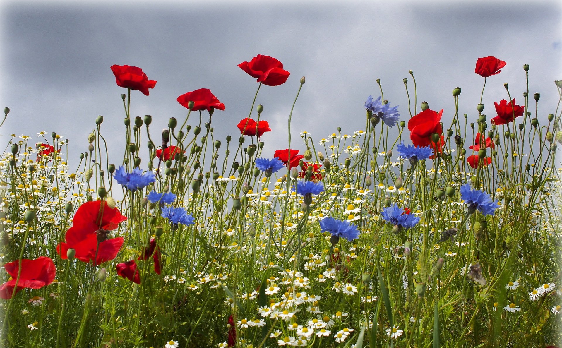 été champ fleurs coquelicots bleuets marguerites