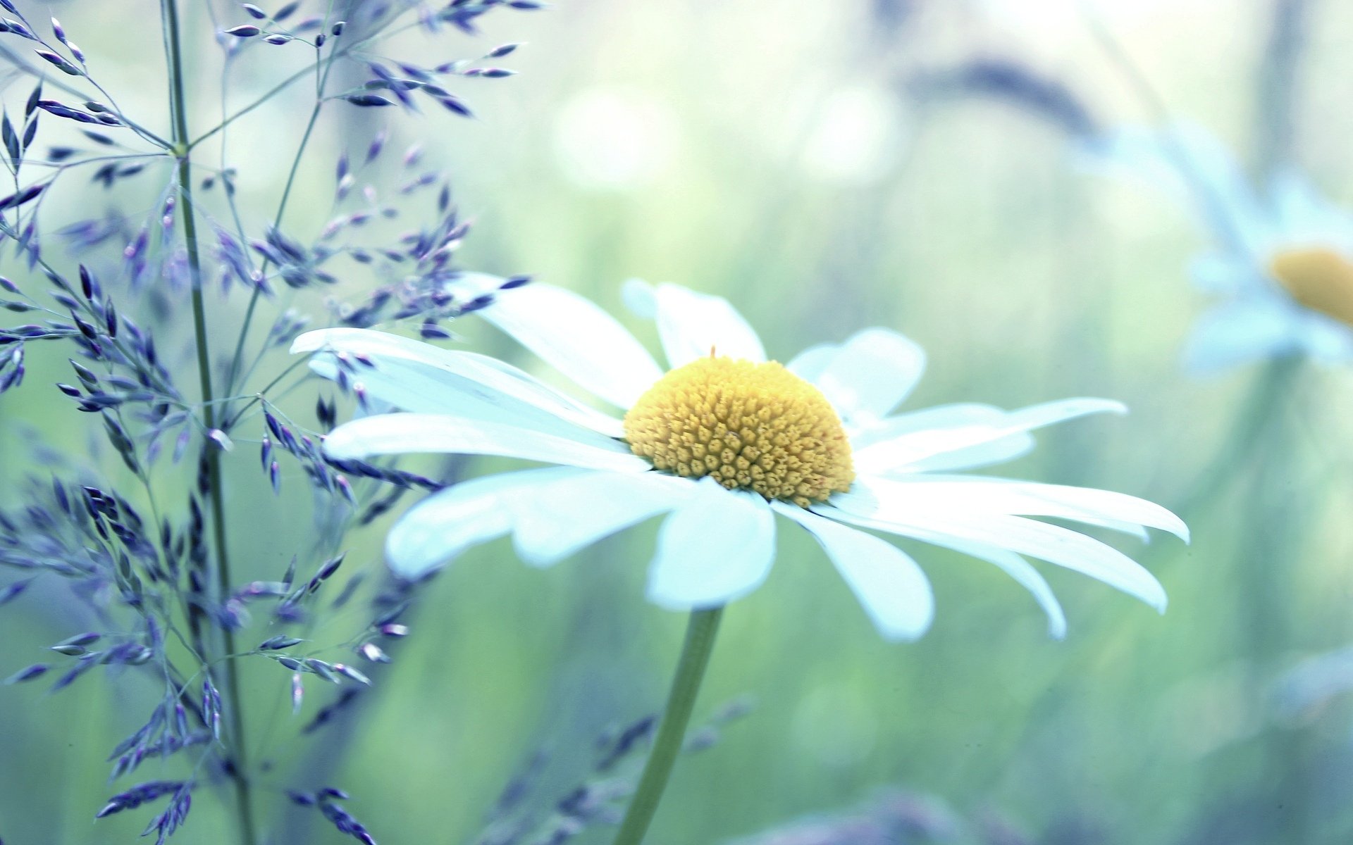 flower flowers daisy chamomile plant white yellow green background wallpaper widescreen full screen hd wallpapers fullscreen