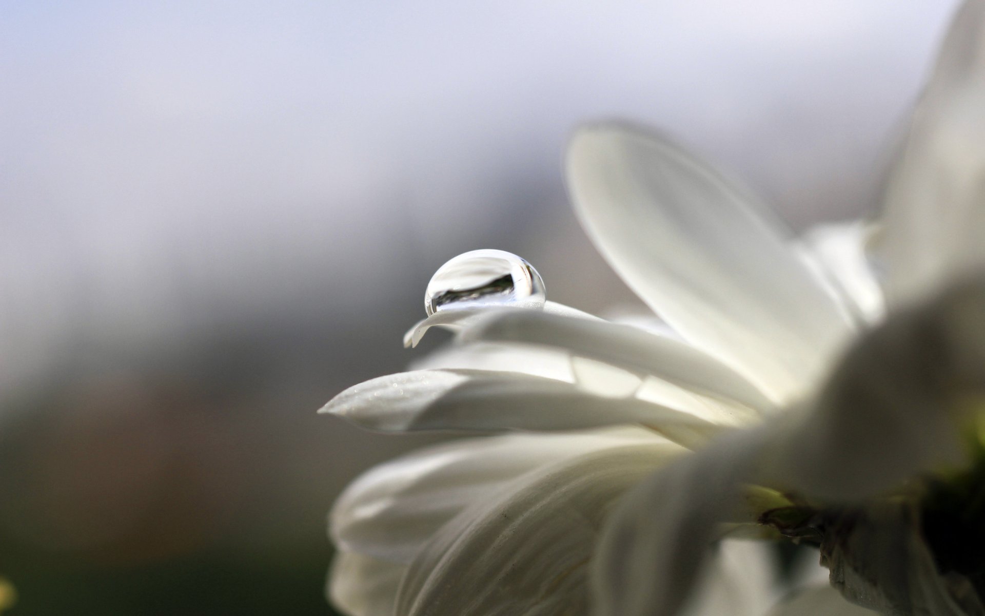 bianco petali gocce acqua rugiada macro