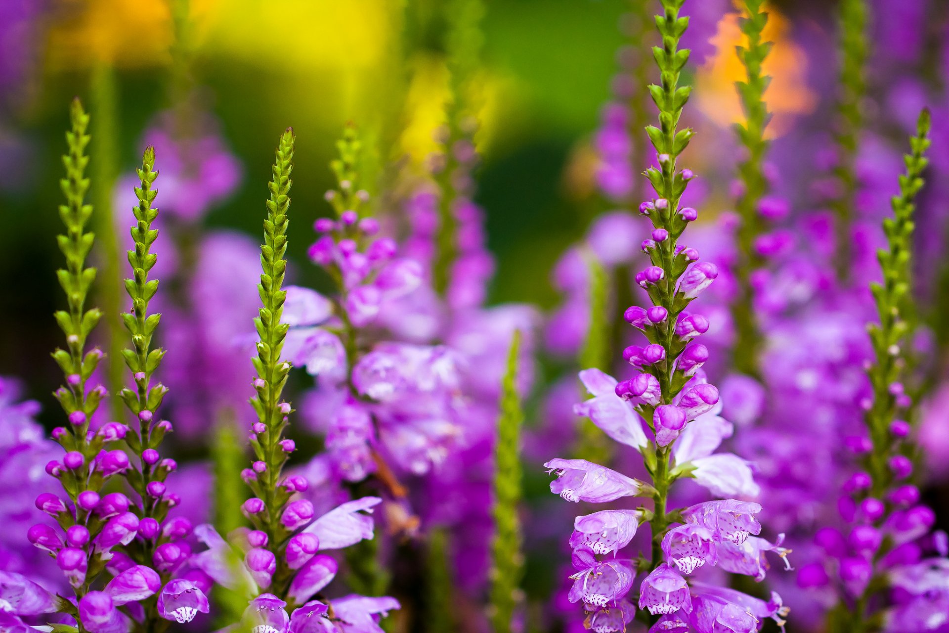 fleurs champ vivace delphinium éperon beaucoup tiges bourgeons lilas