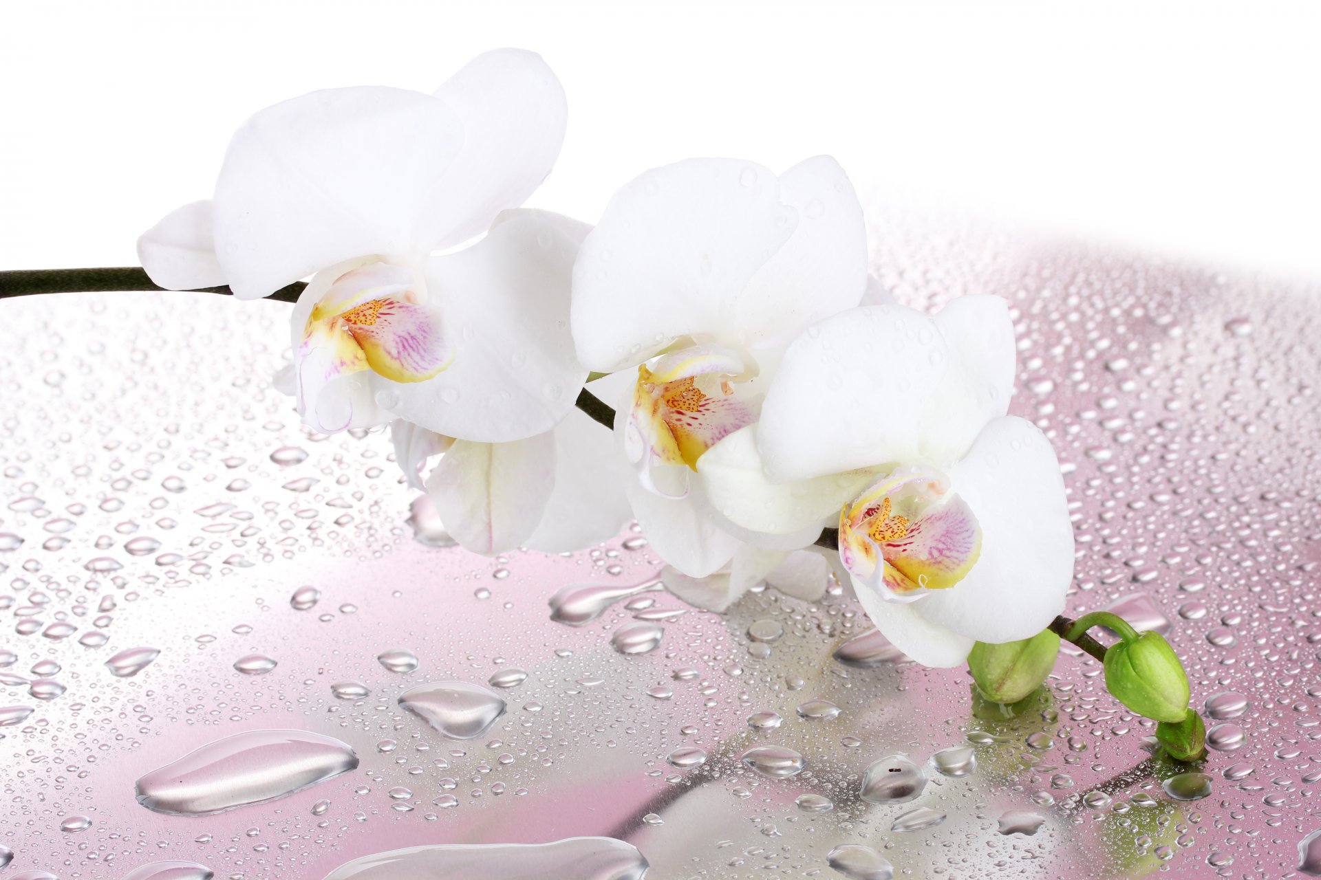 flower orchid white petals branch drops water