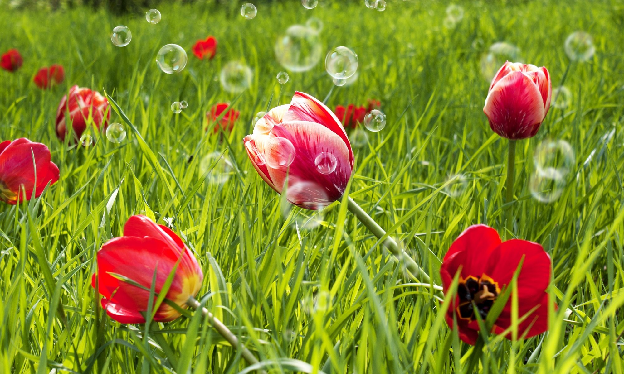 fiori fiori tulipani rosso campo erba verde prato bolle di sapone sfondo carta da parati widescreen schermo intero widescreen widescreen