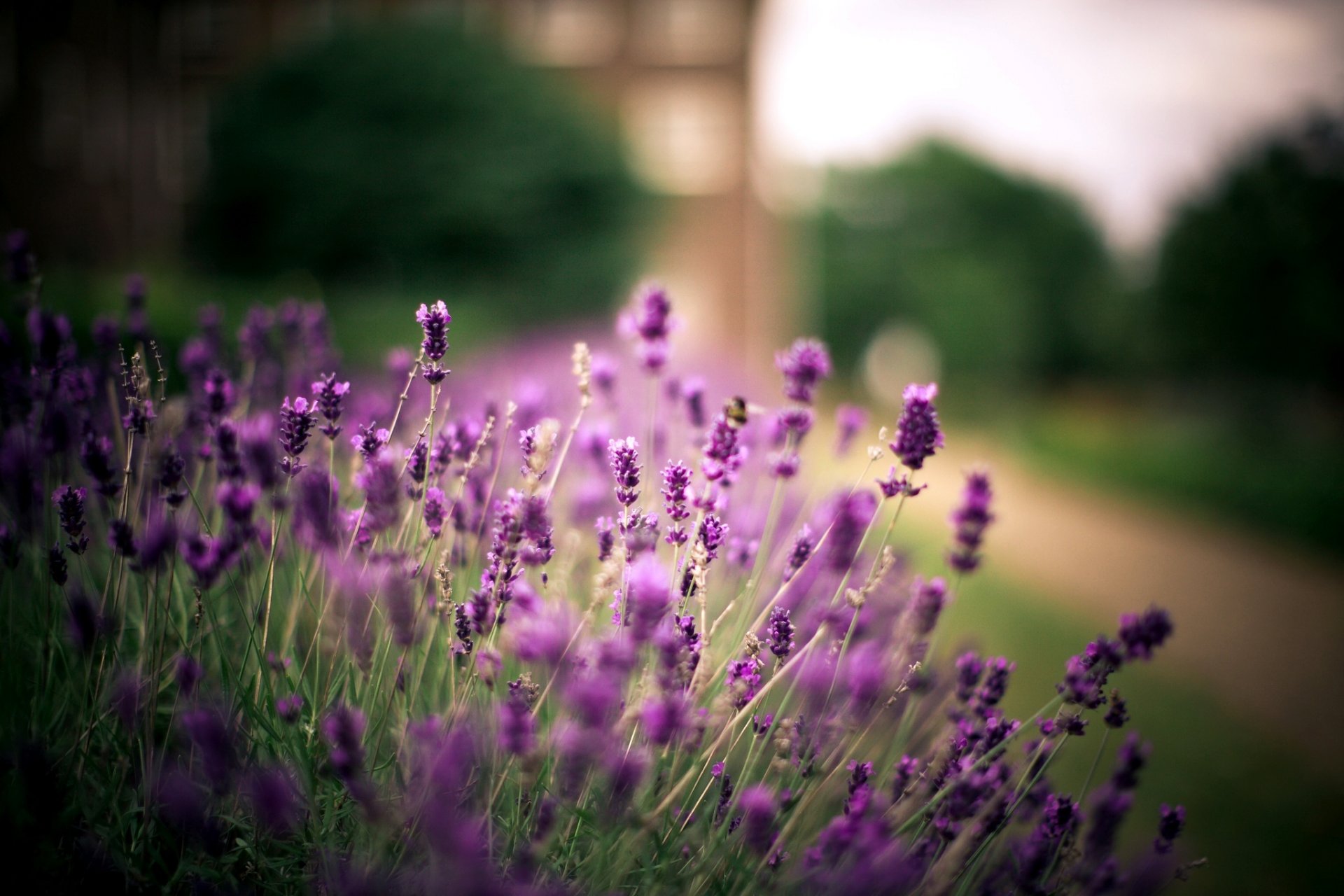 lavanda fiori viola pianta natura sentiero alberi sfocatura