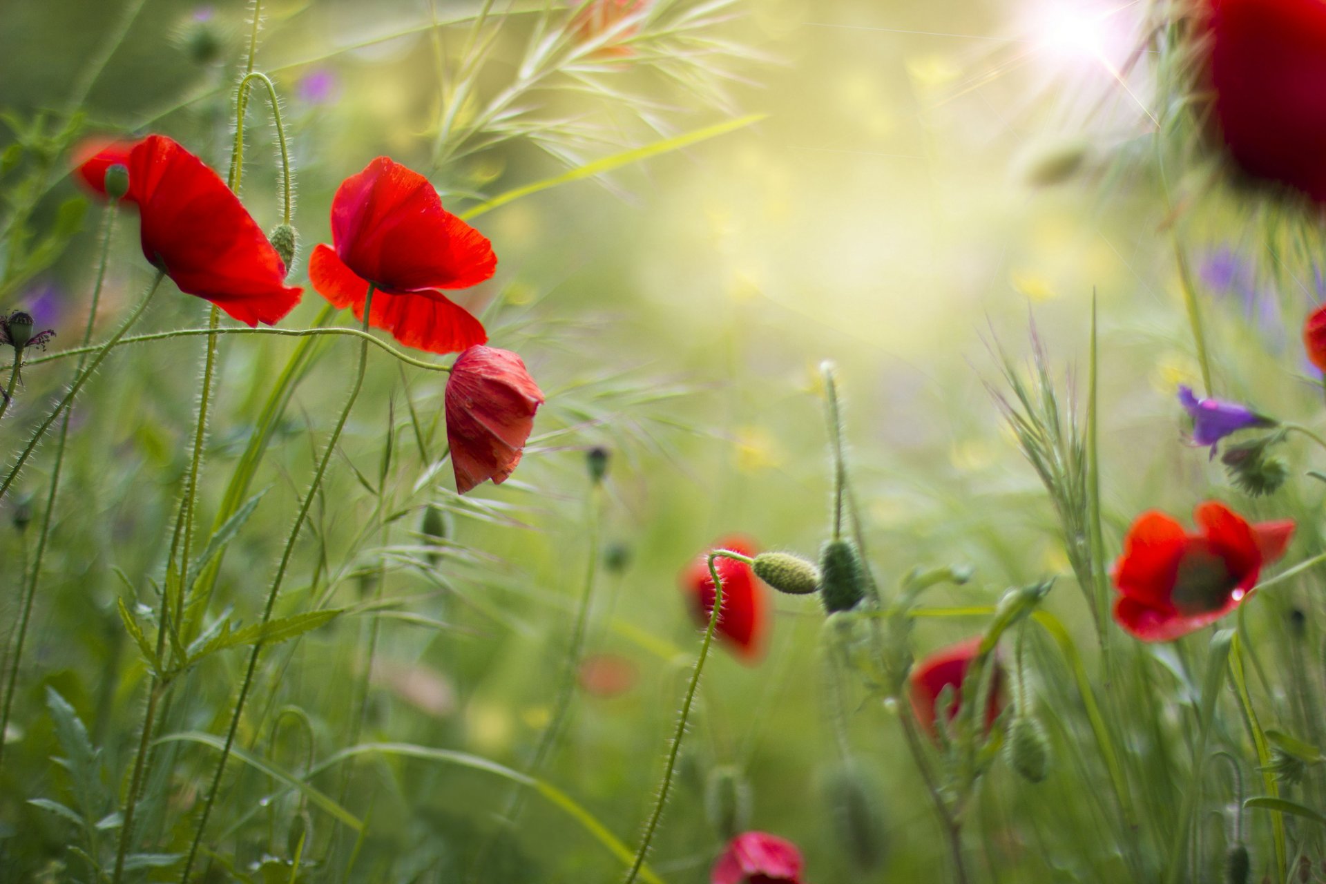 champ herbe fleurs coquelicots rouges été