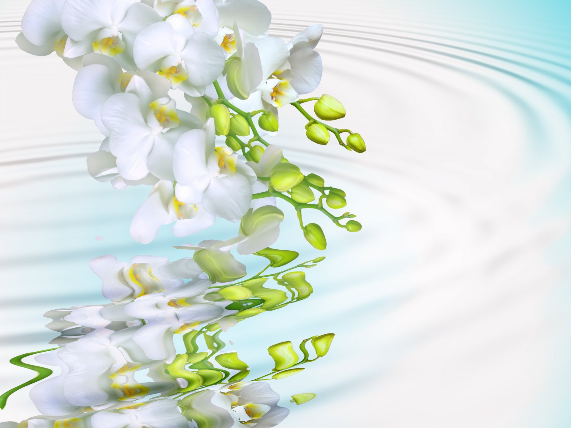 orchid white petals branch masgo beauty flowers tenderness water screensavers orchids phalaenopsis white macro splash