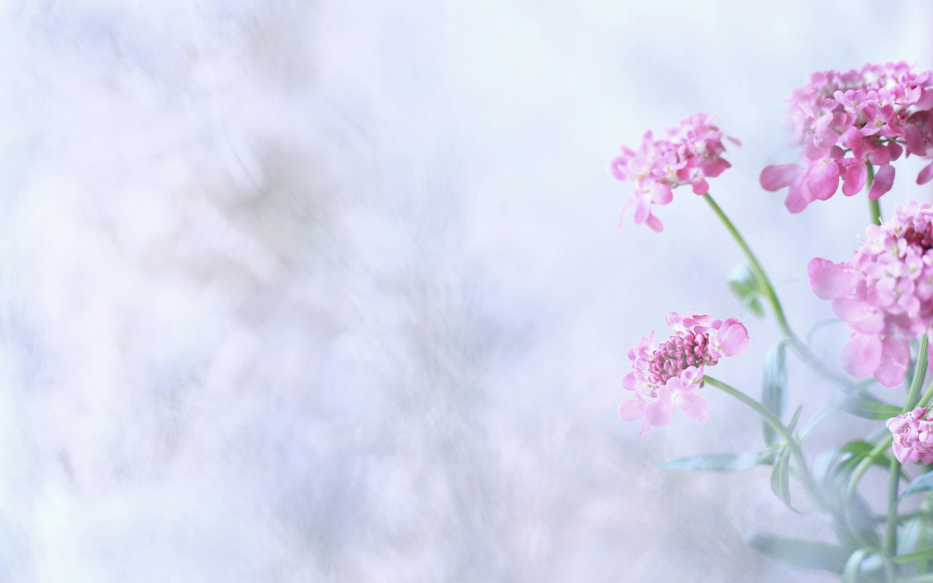 flower bouquet background pink inflorescence