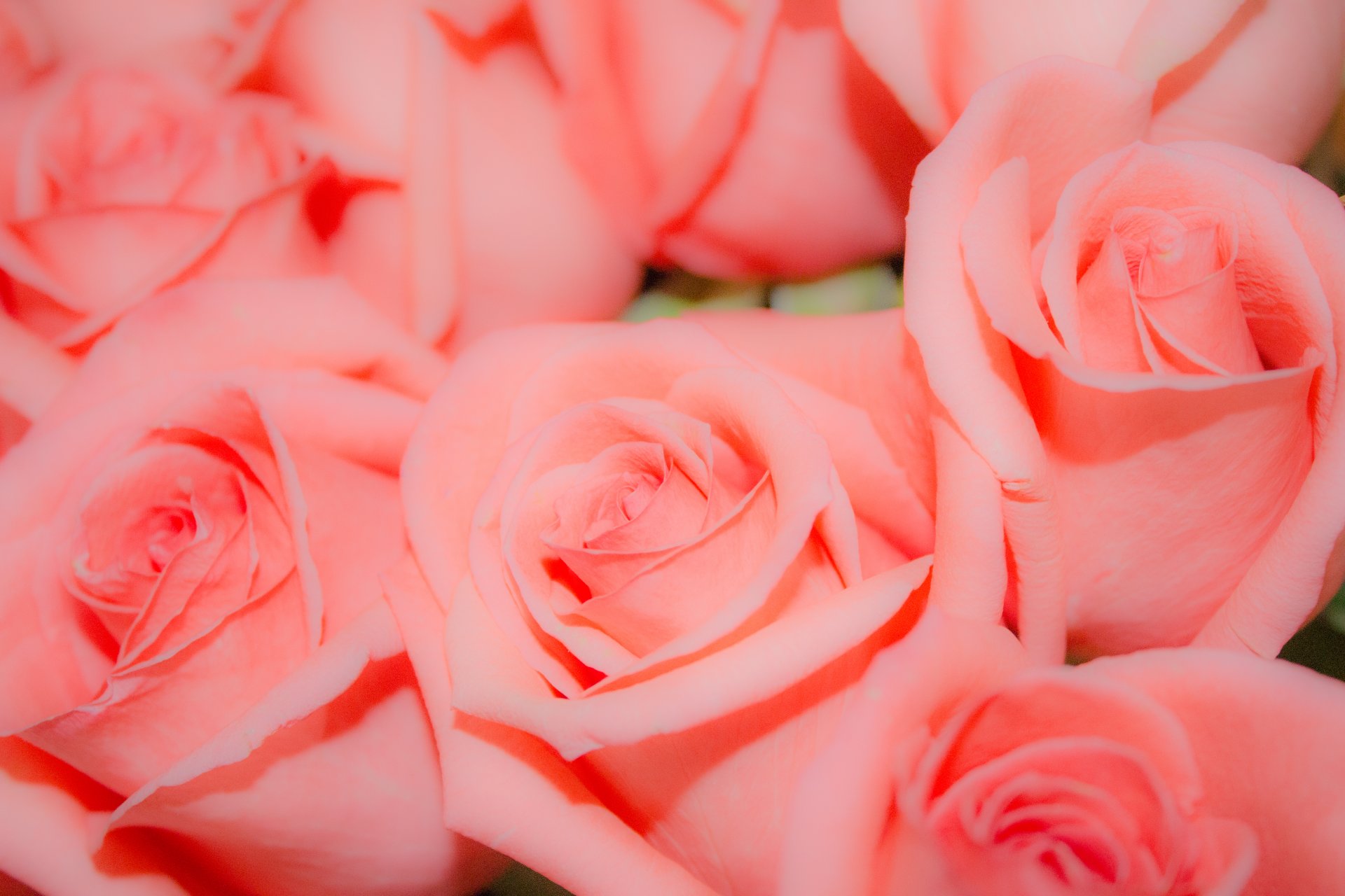 rosas flores fondo rosa brote