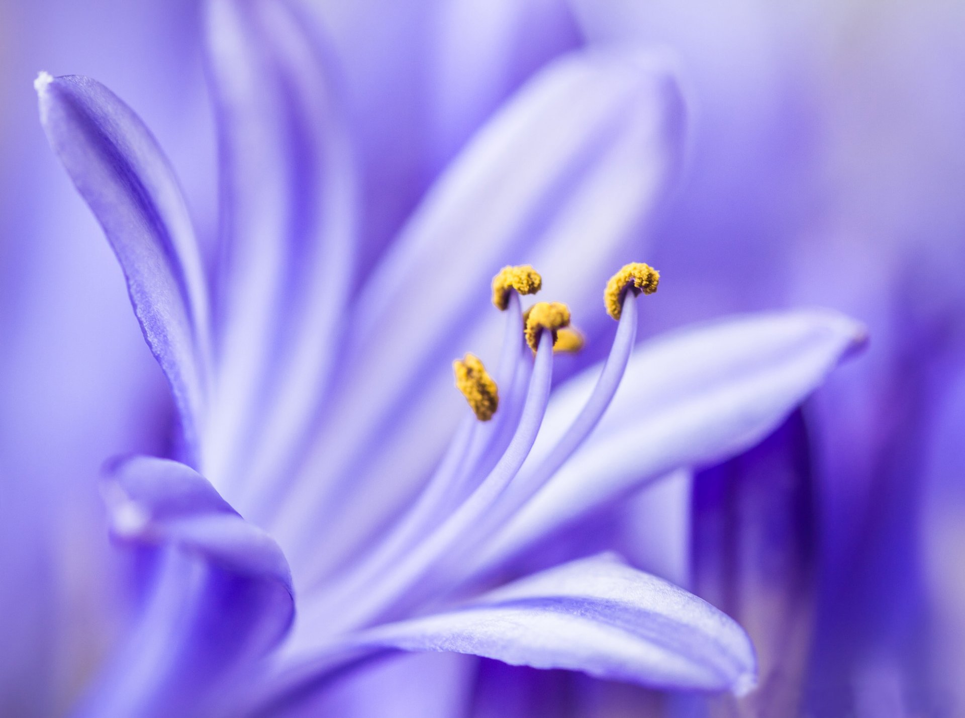 agapanthus purple flower petals close up