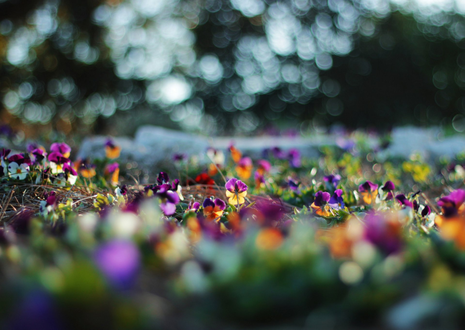 flower pansy reflections blur