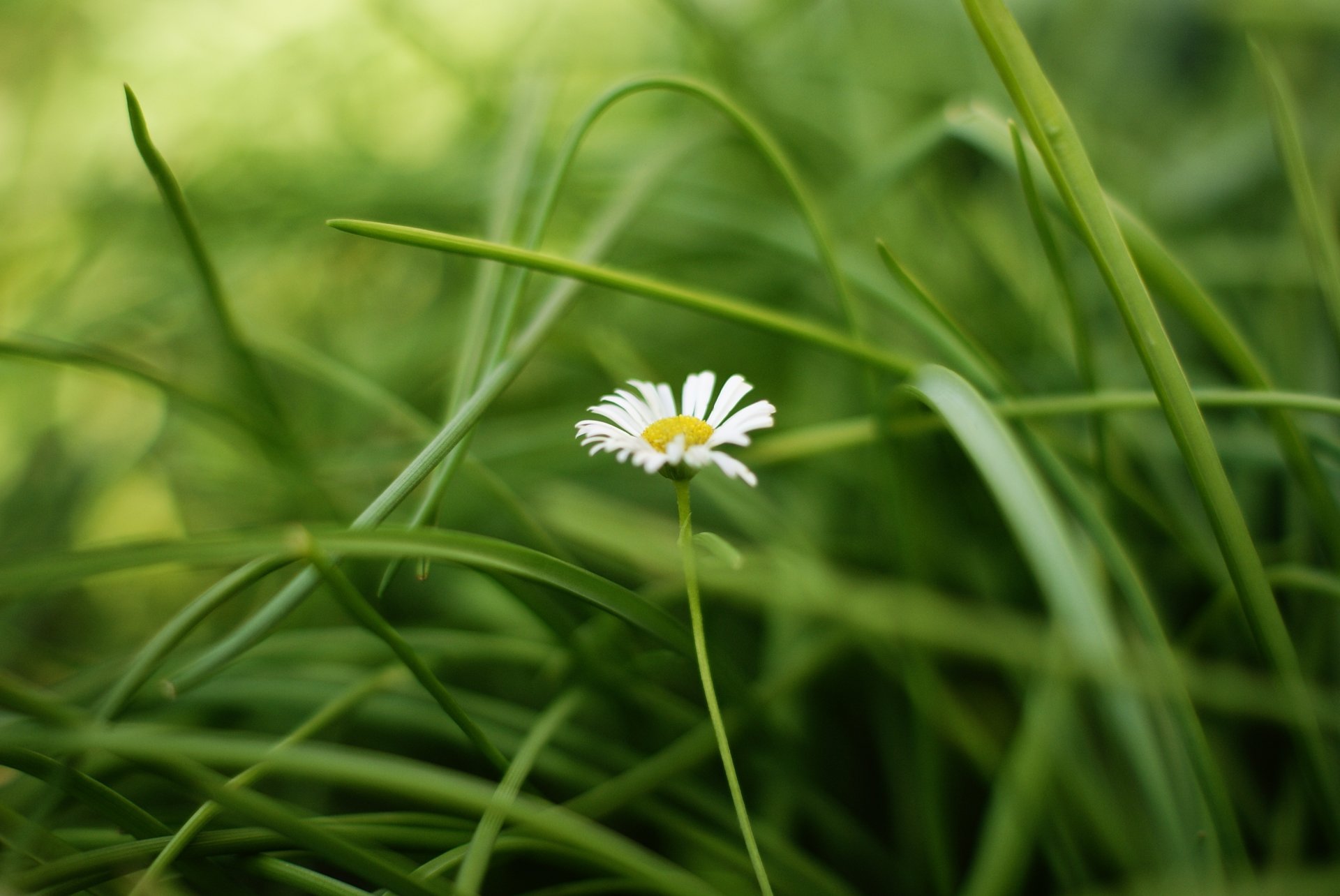 flowers flower flower chamomile white yellow greenery grass leaves background wallpaper widescreen fullscreen widescreen widescreen